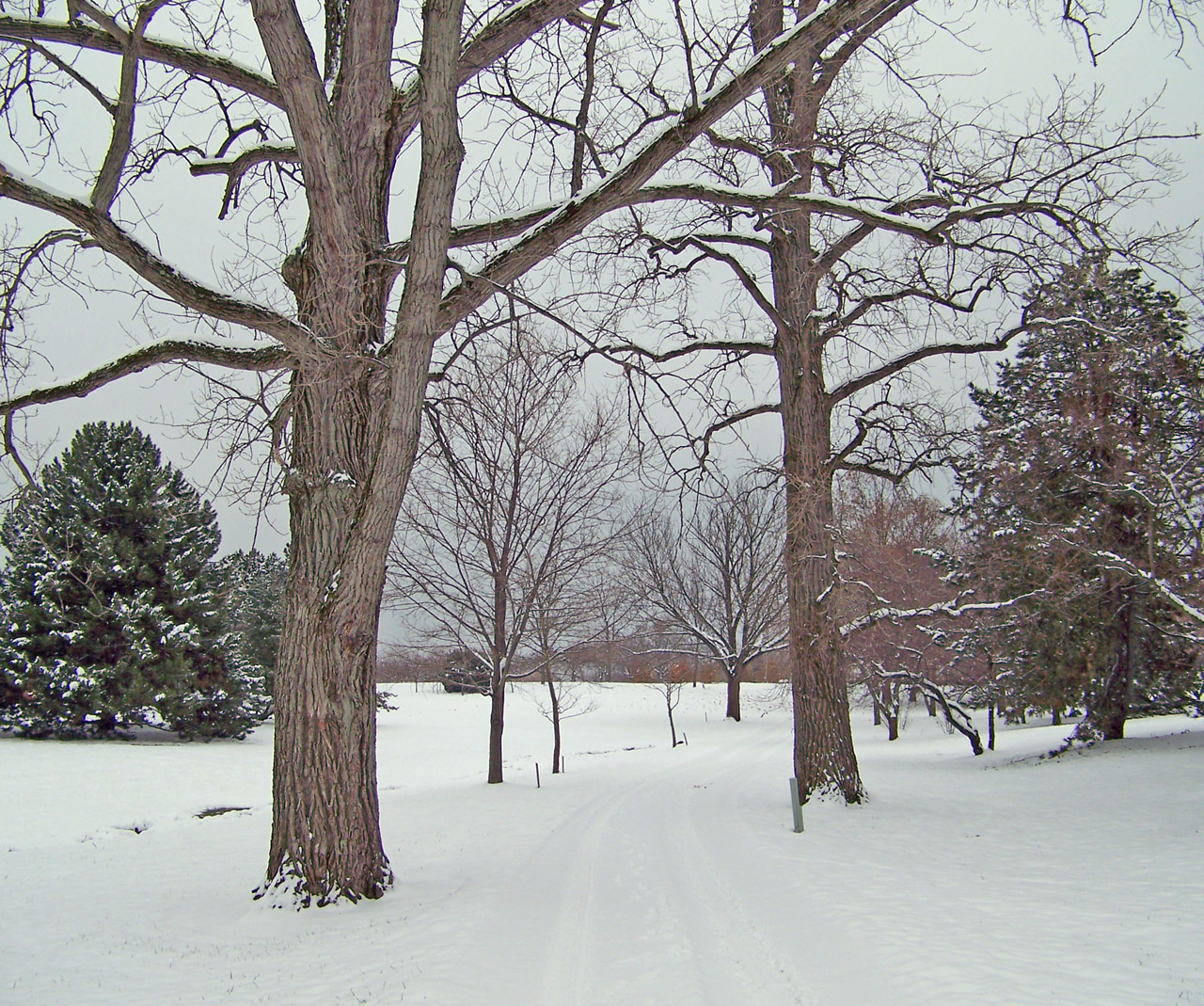 trees snow winter free photo