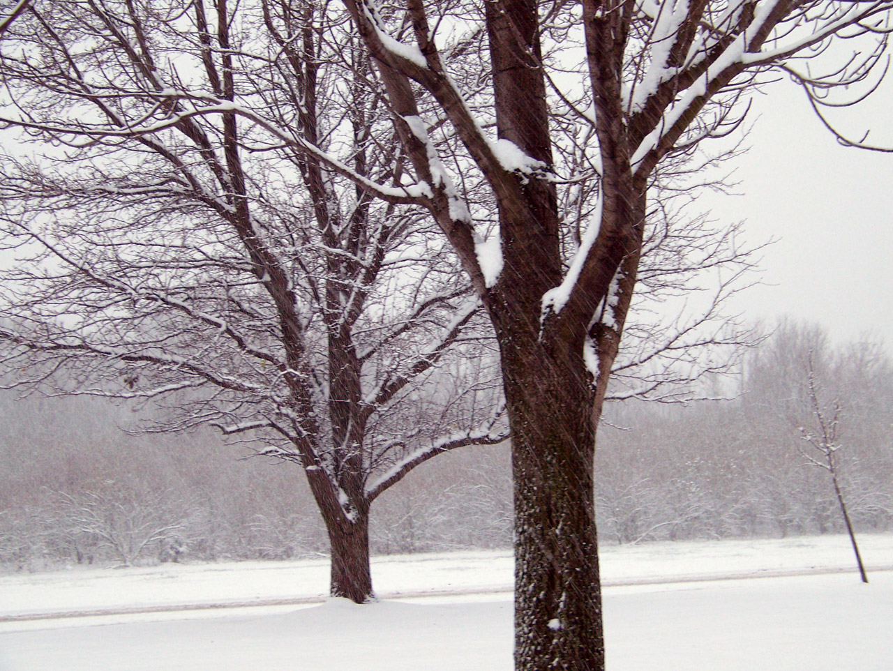 snow trees christmas free photo