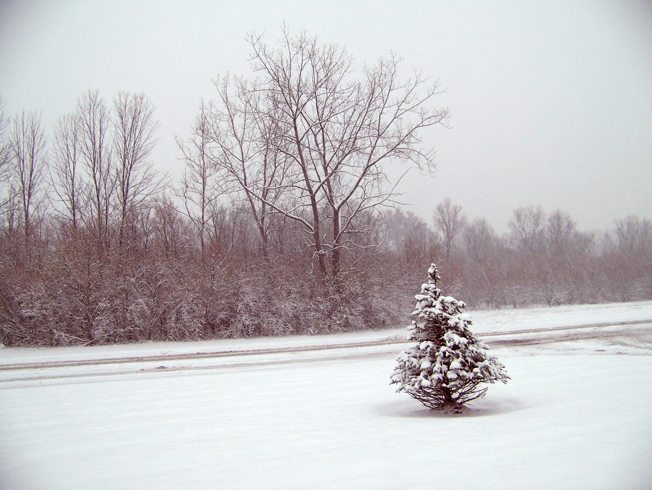 snow trees christmas free photo