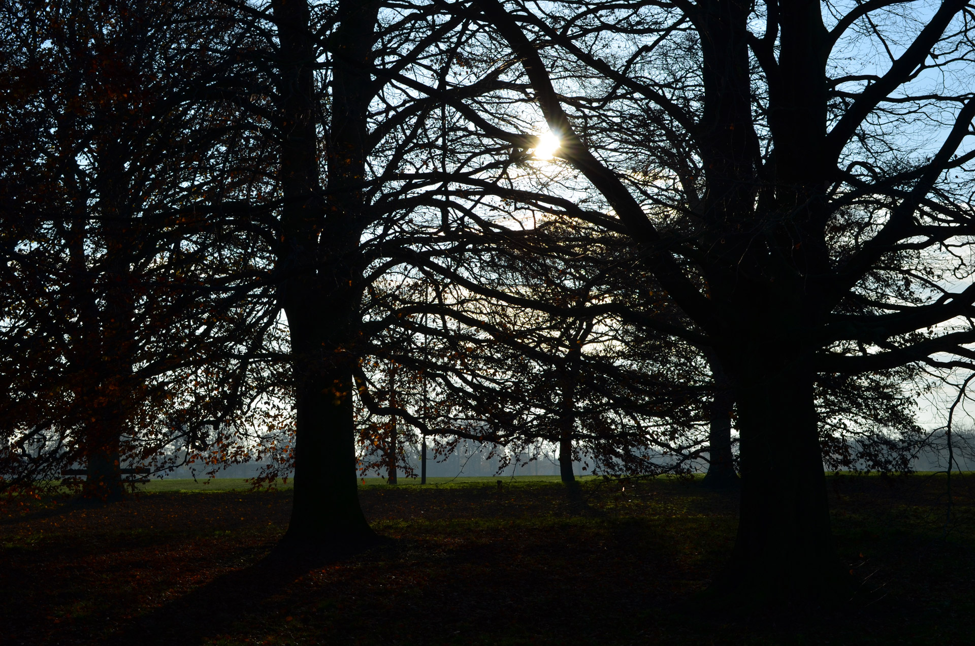 trees sunset sun free photo