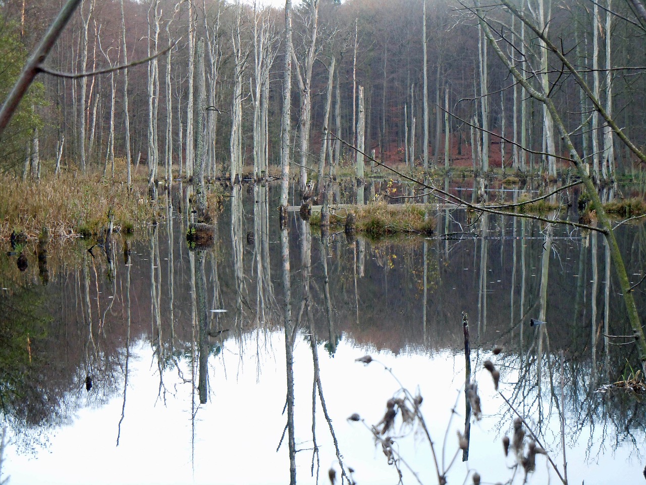 trees in the water waldsee mirroring free photo