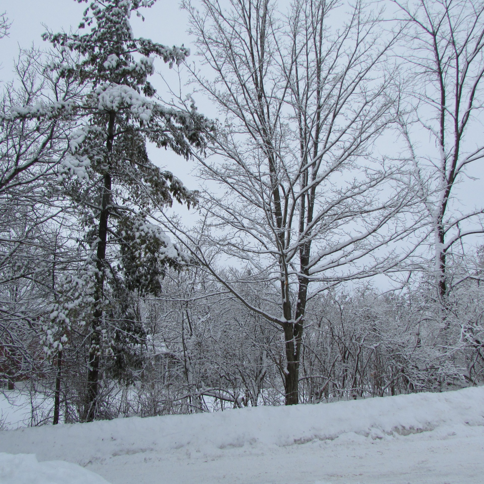 trees snow winter free photo