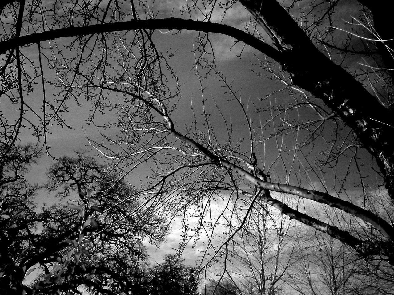 branches background infrared free photo