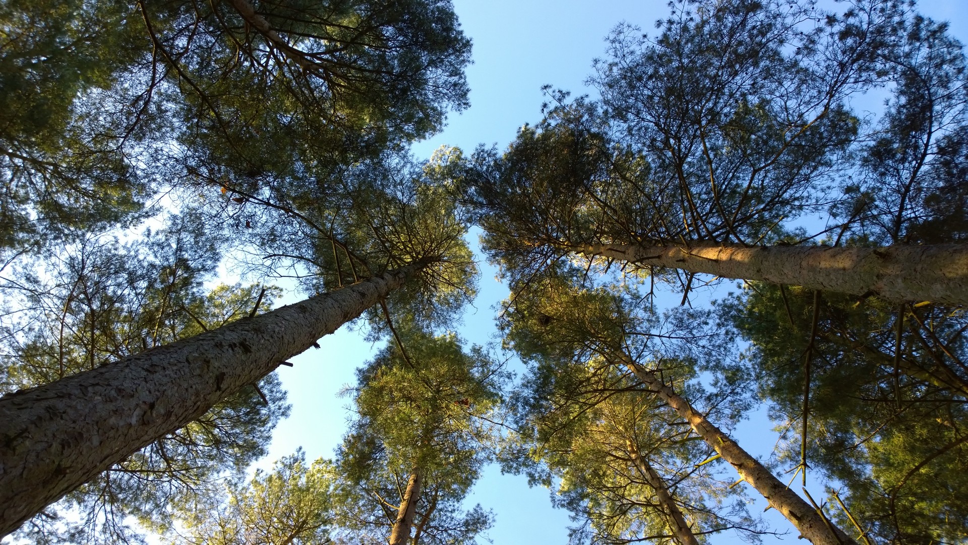 trees blue sky trees into the sky free photo