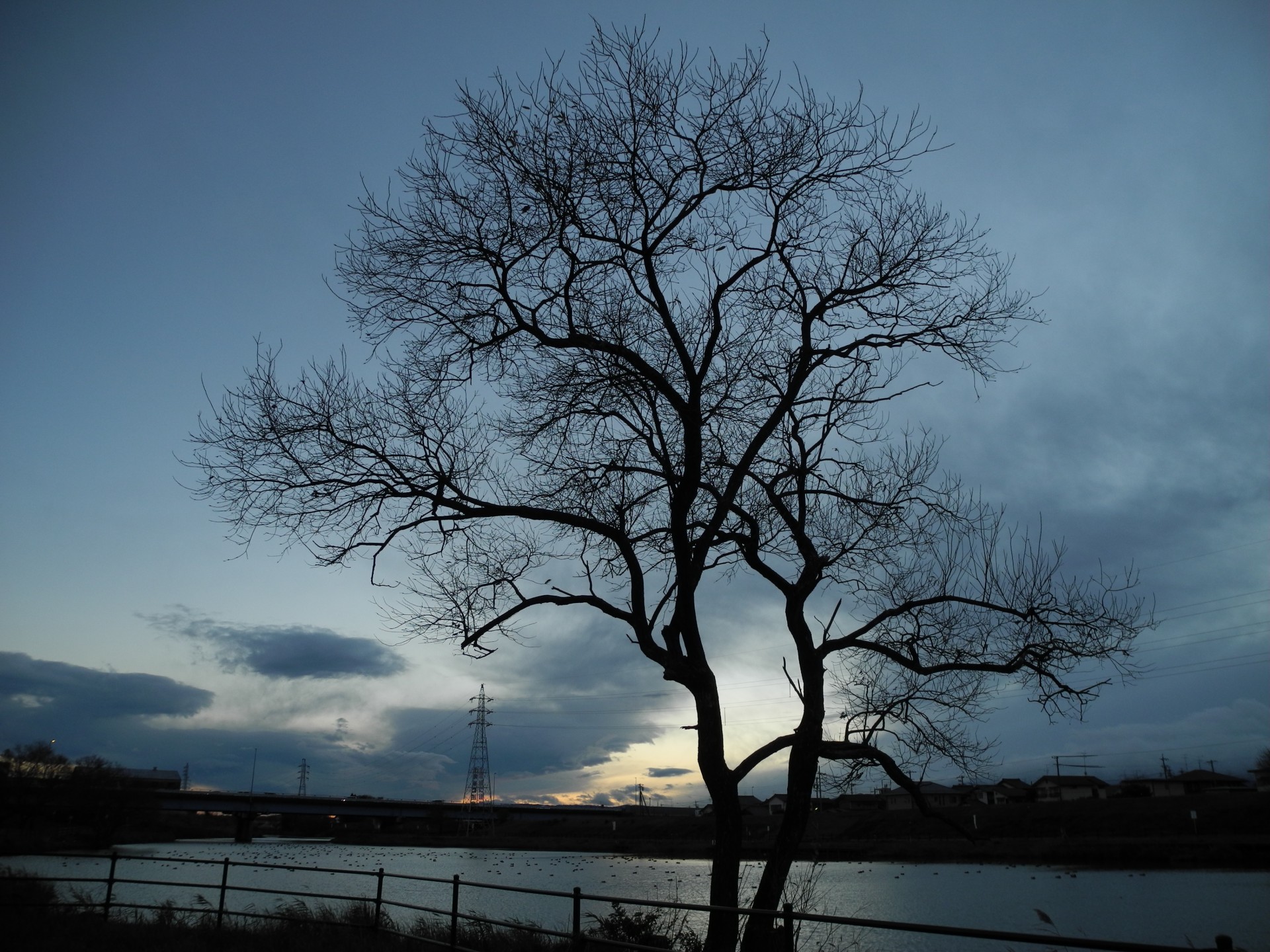 trees winter riverbank free photo