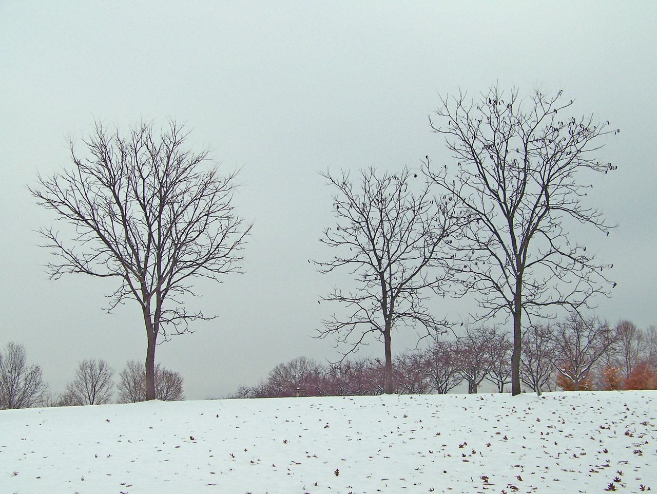 trees snow winter free photo