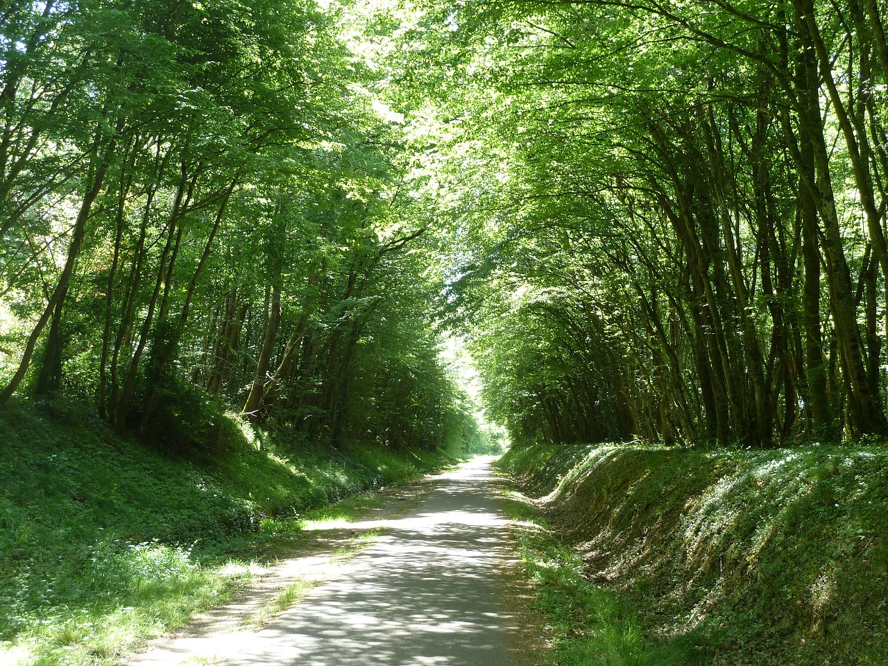 trees on road path dappled light free photo