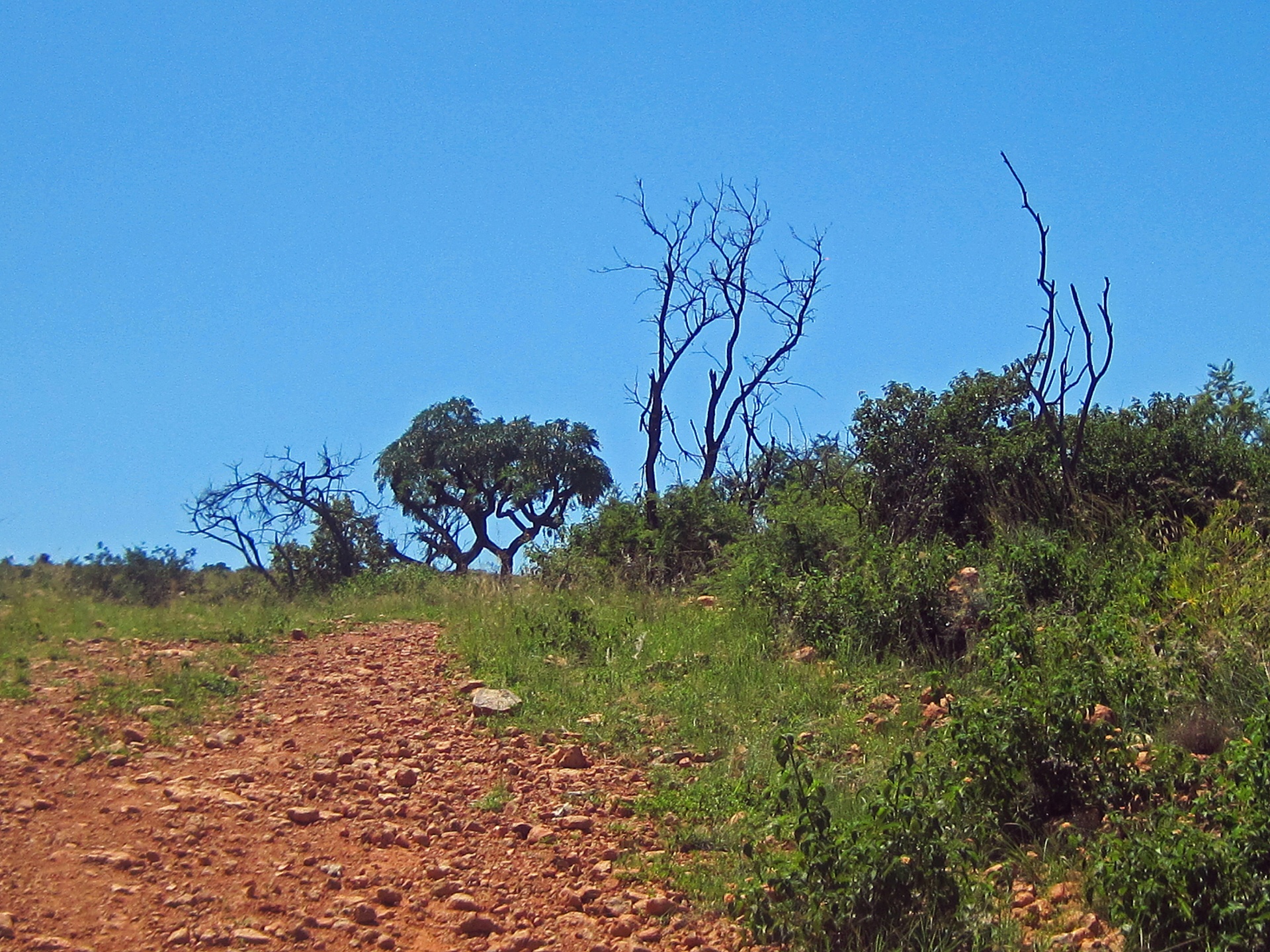 road trail dirt free photo