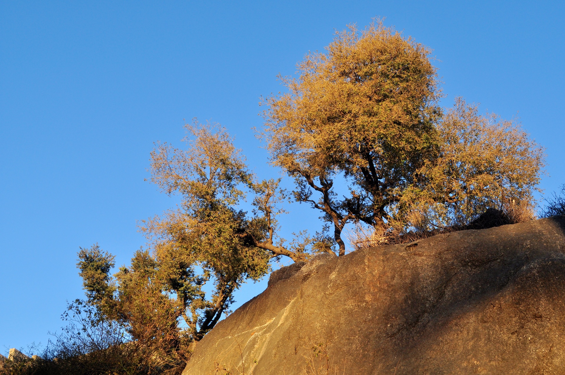 trees rock nature free photo