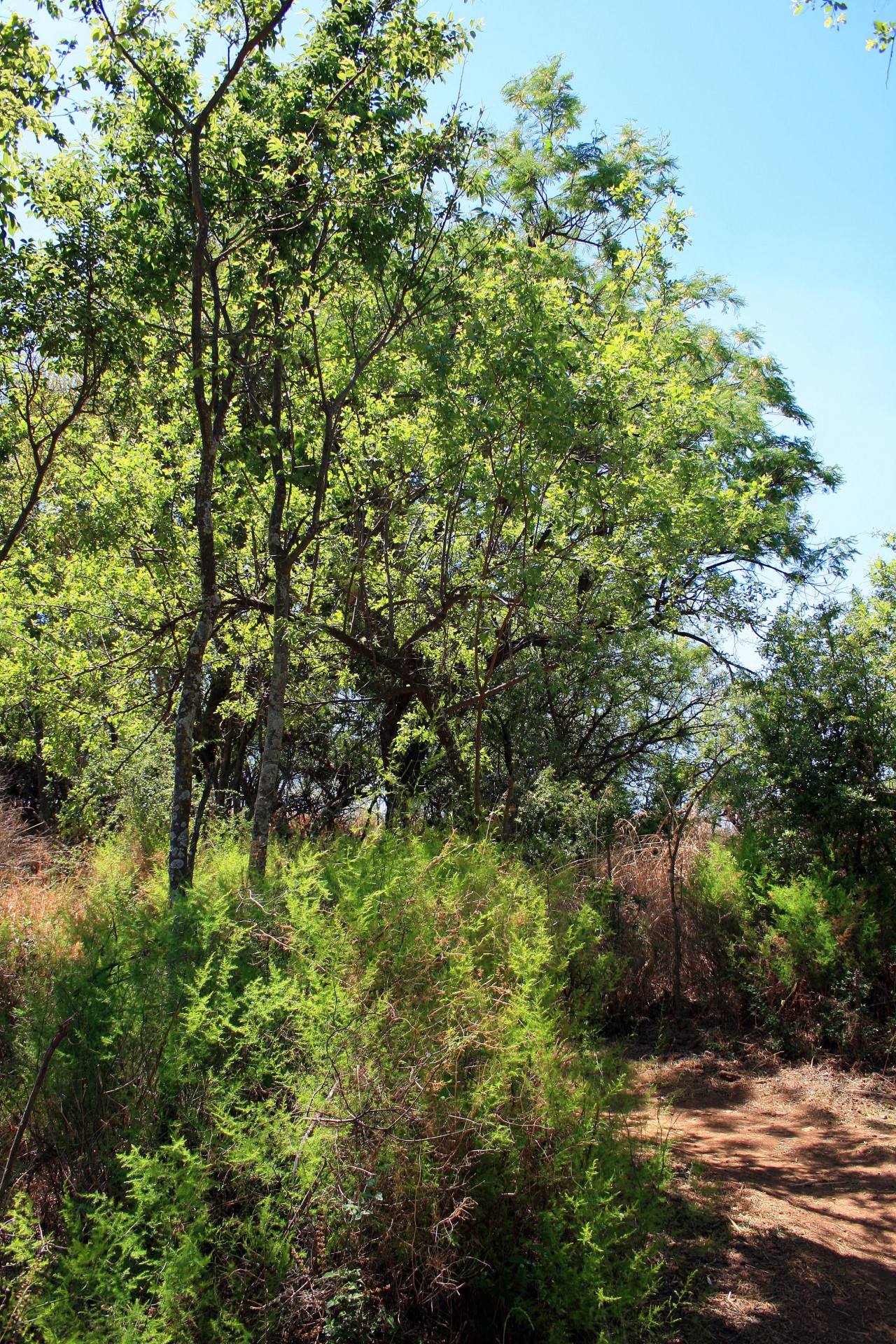 path trees tall free photo