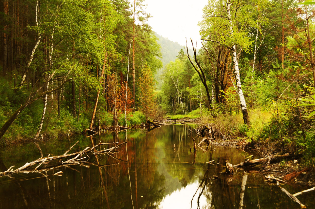 trees forest pond free photo