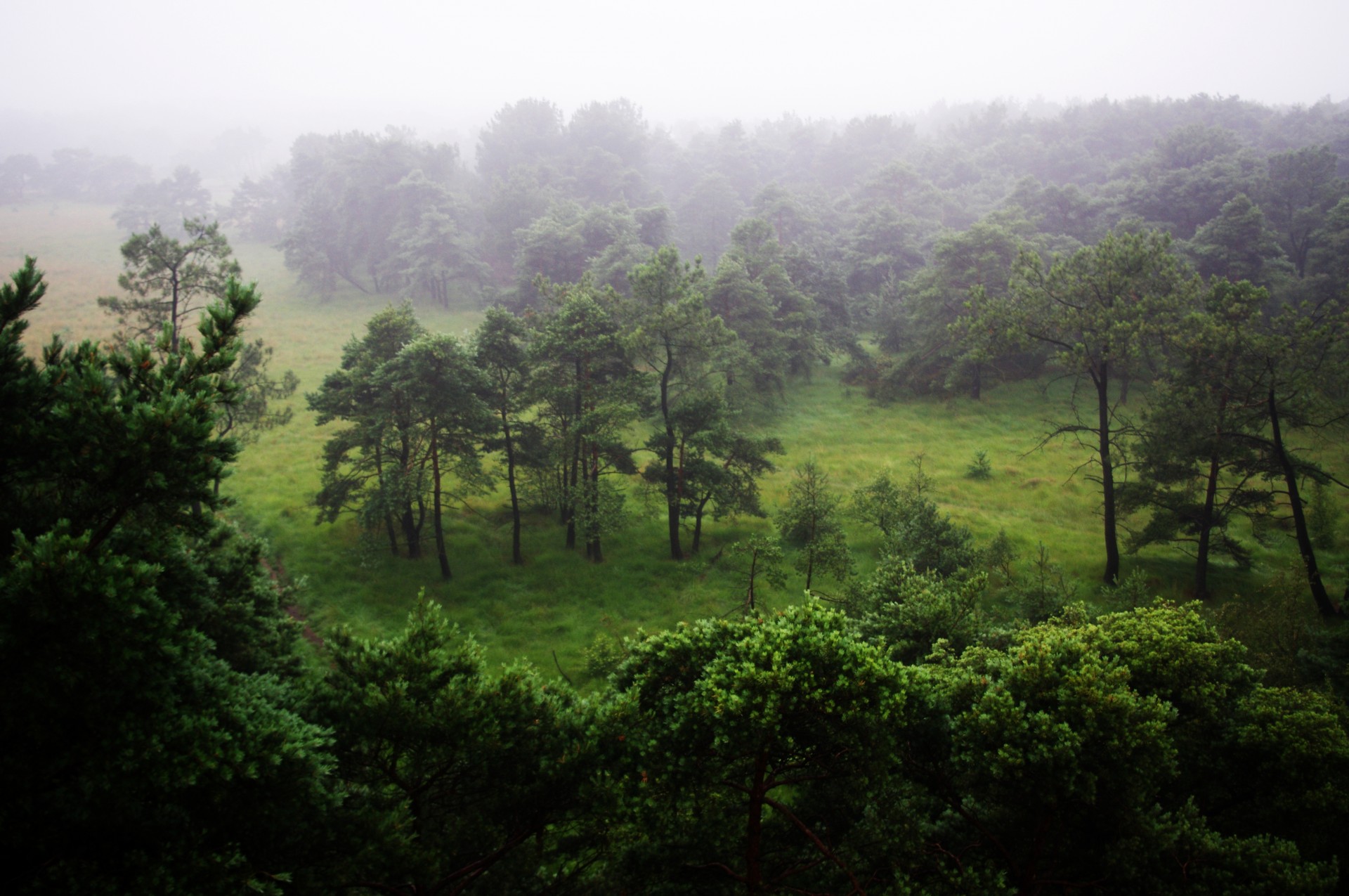 tree forest wood free photo