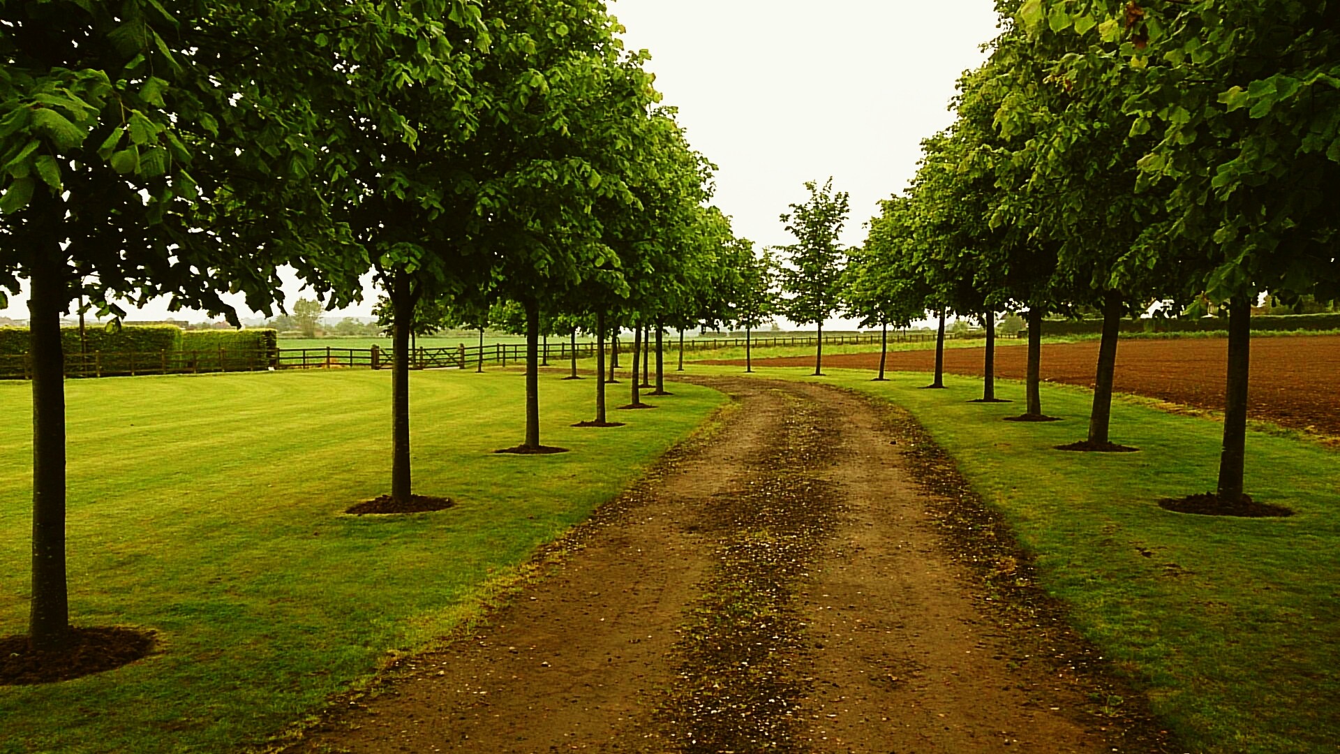 trees path landscape free photo