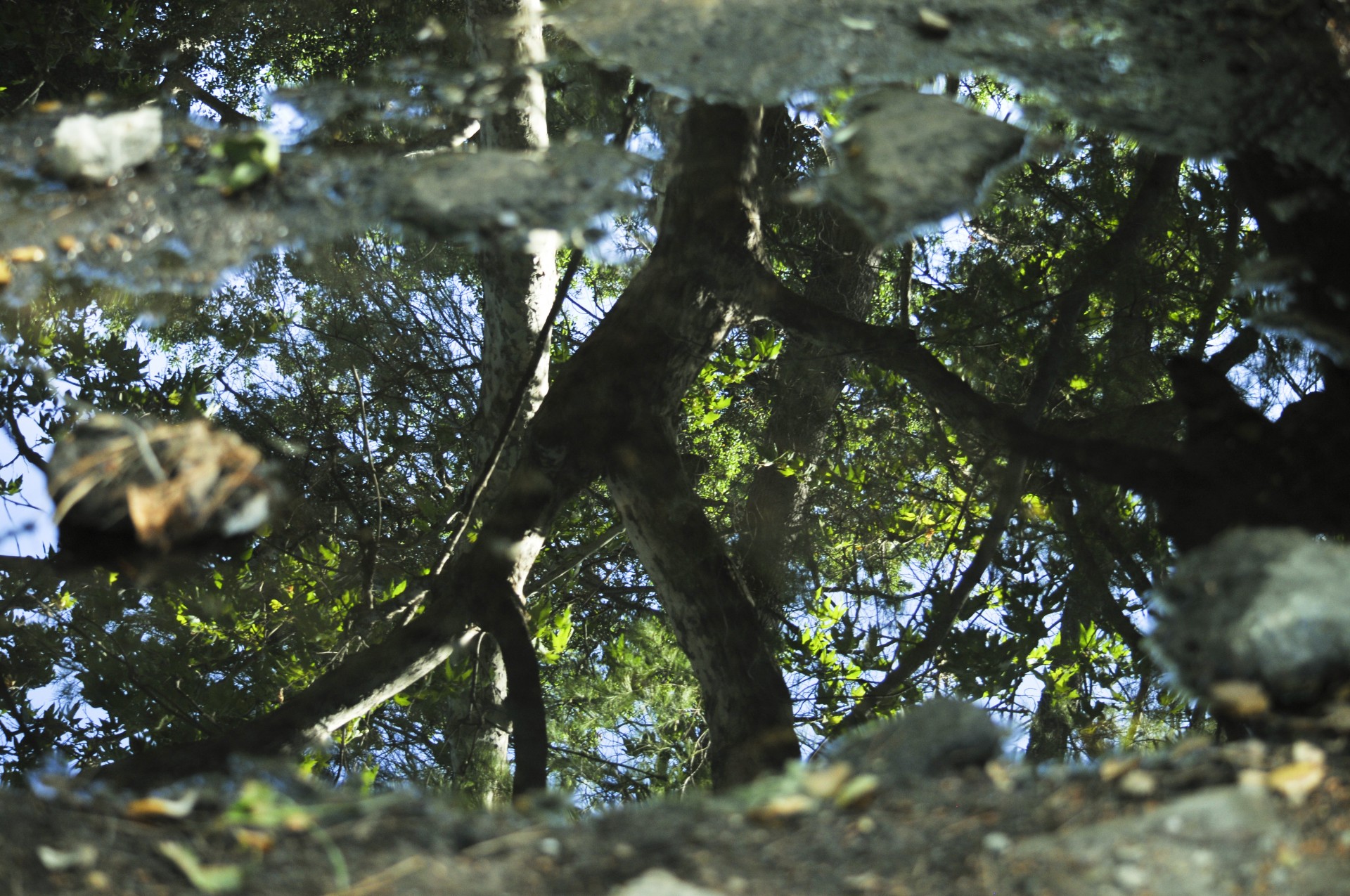 water reflection tree free photo