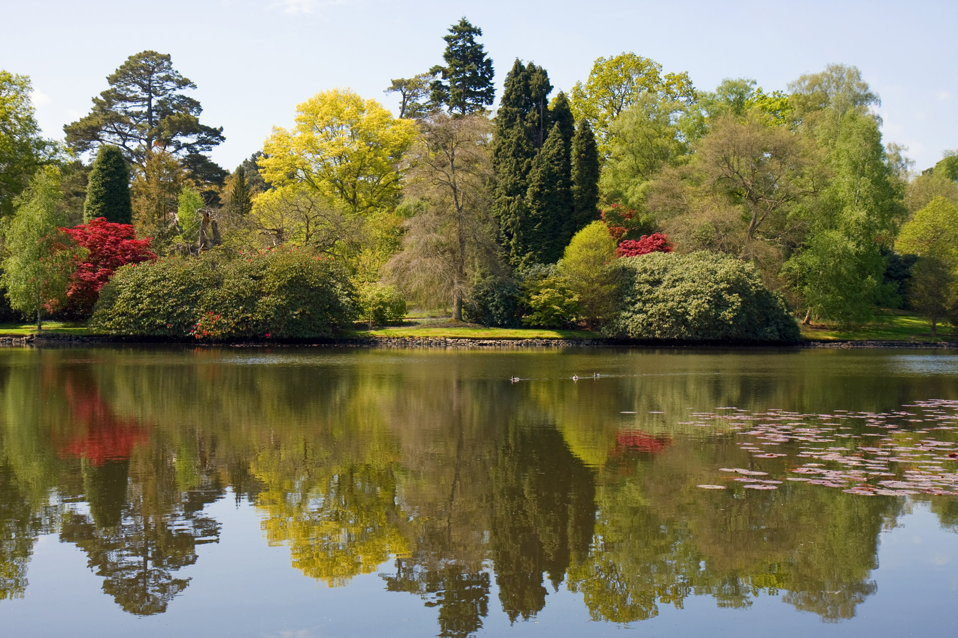 trees tree reflection free photo