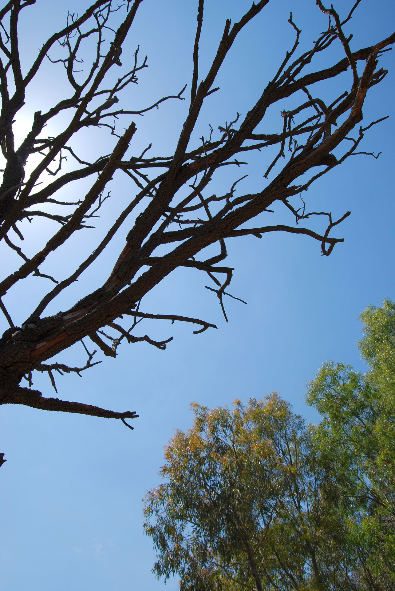 trees silhouette blue sky free photo