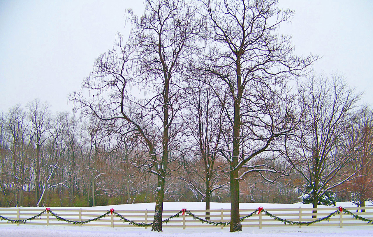 trees fence snow free photo