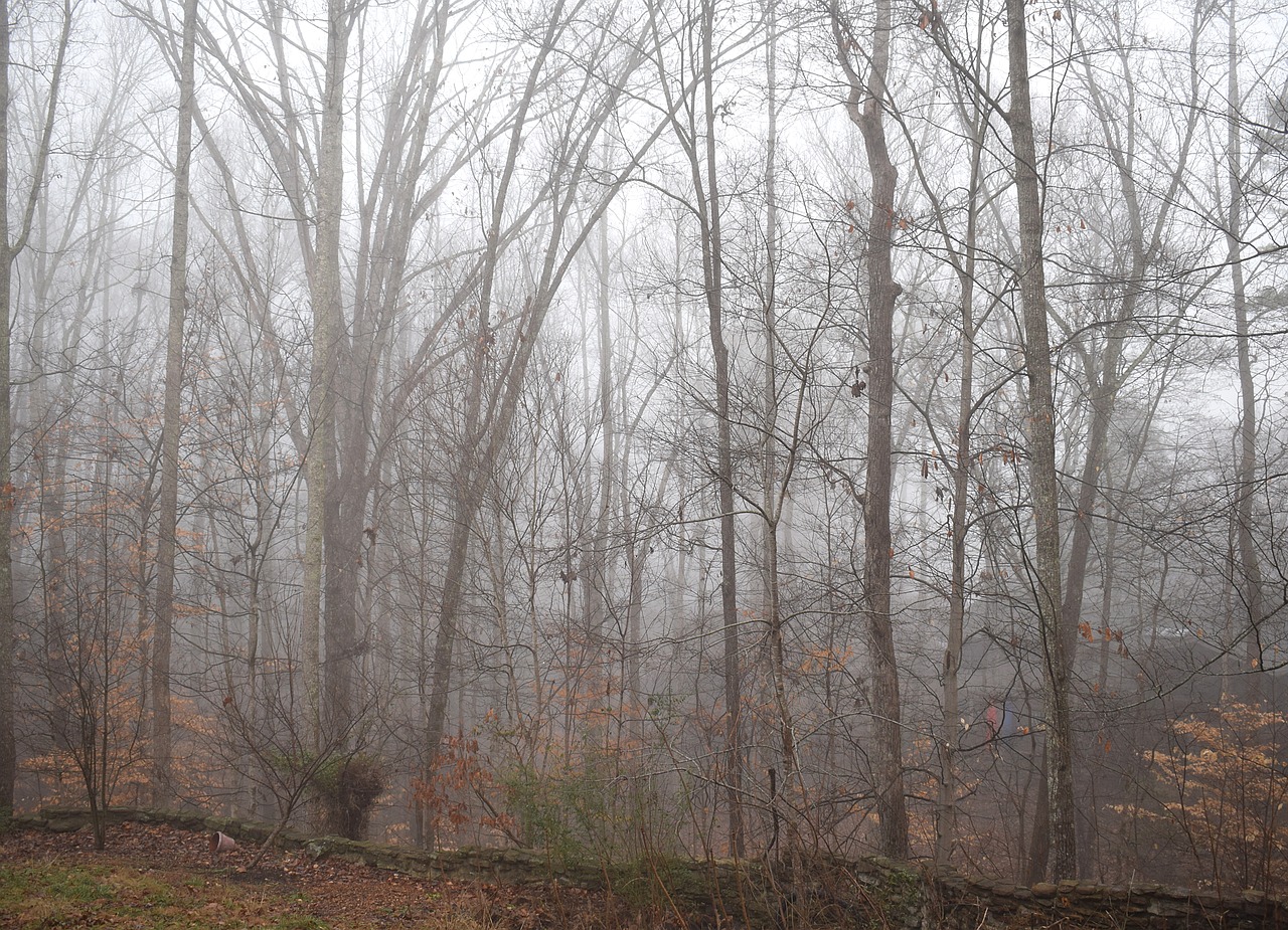 trees through the fog winter tree free photo