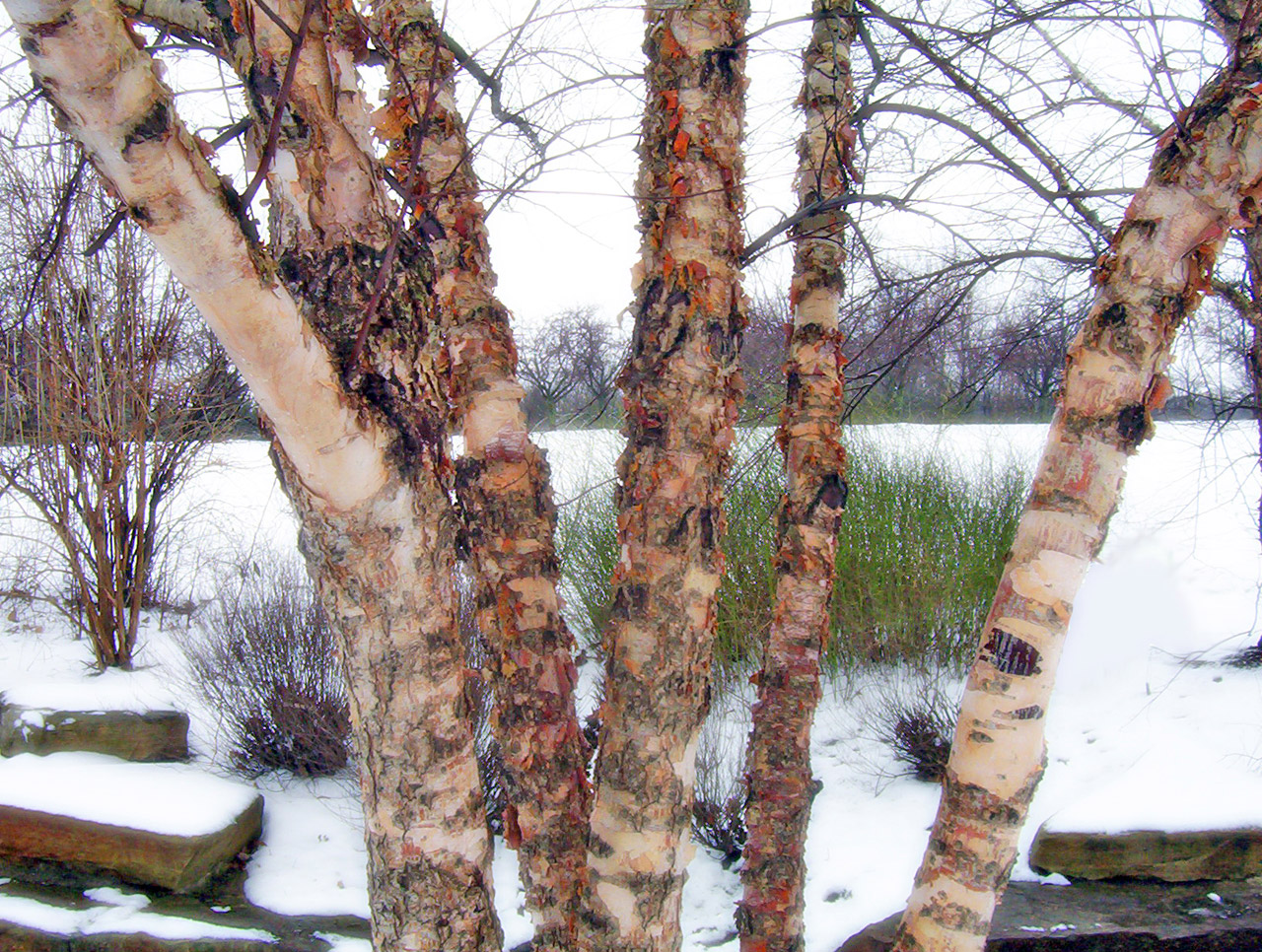 trees bark winter free photo