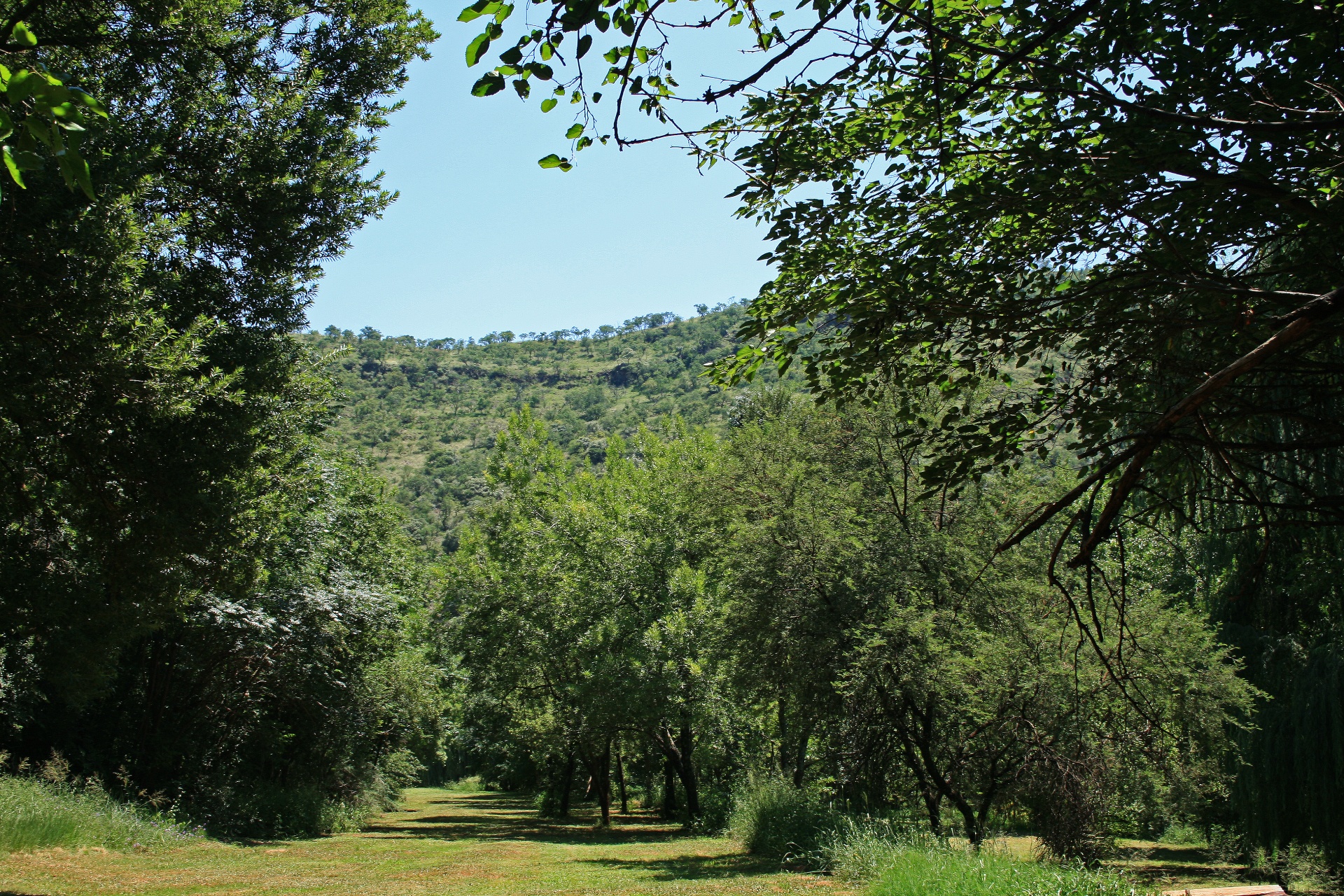 trees lawn green free photo