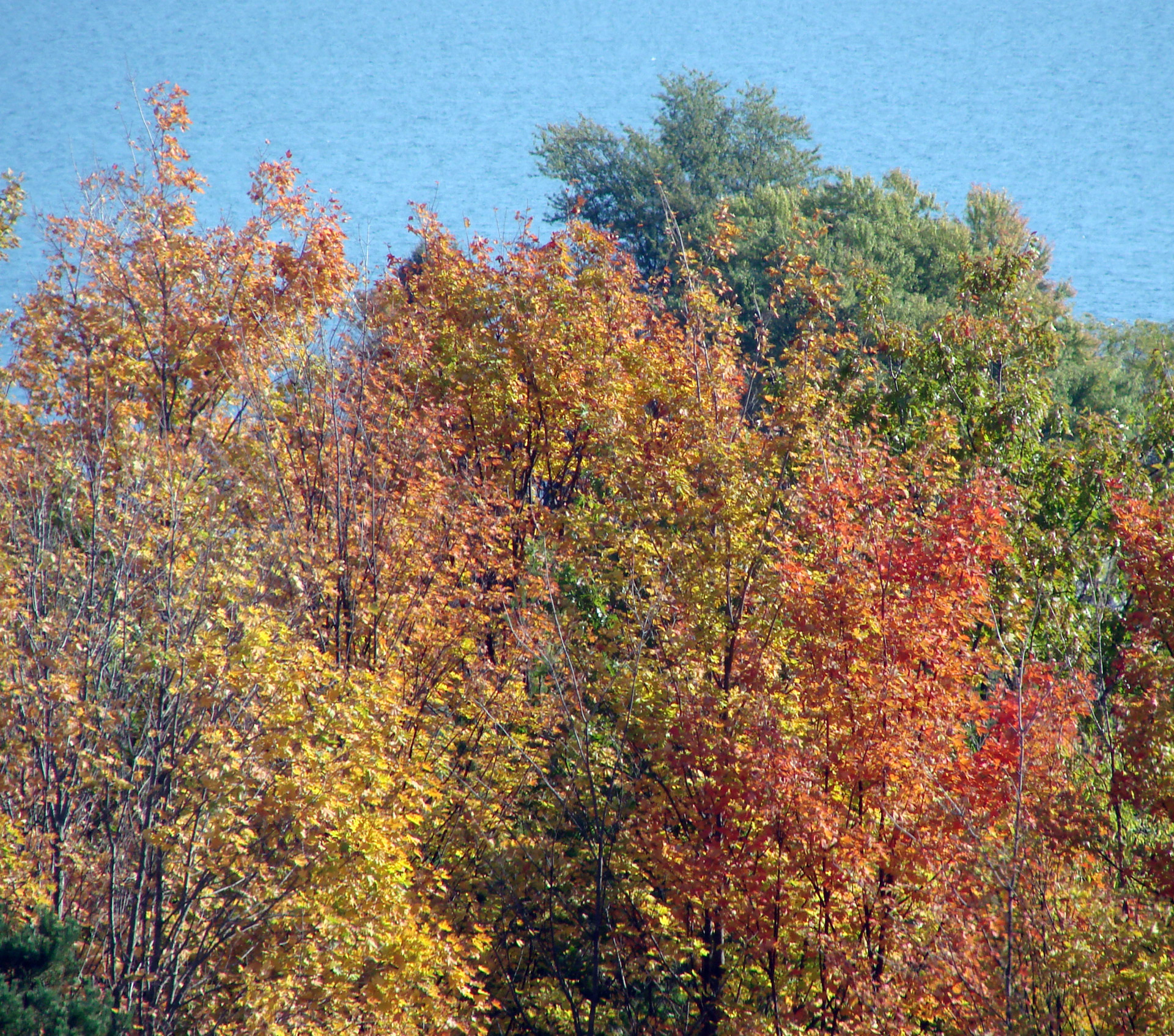 trees with water backdrop fall free photo