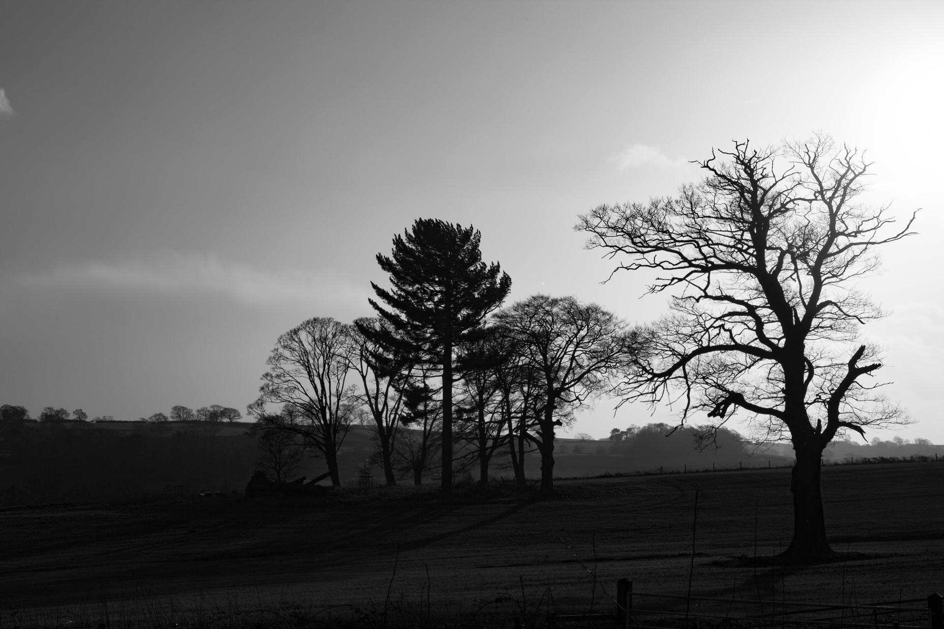 tree trees dark free photo