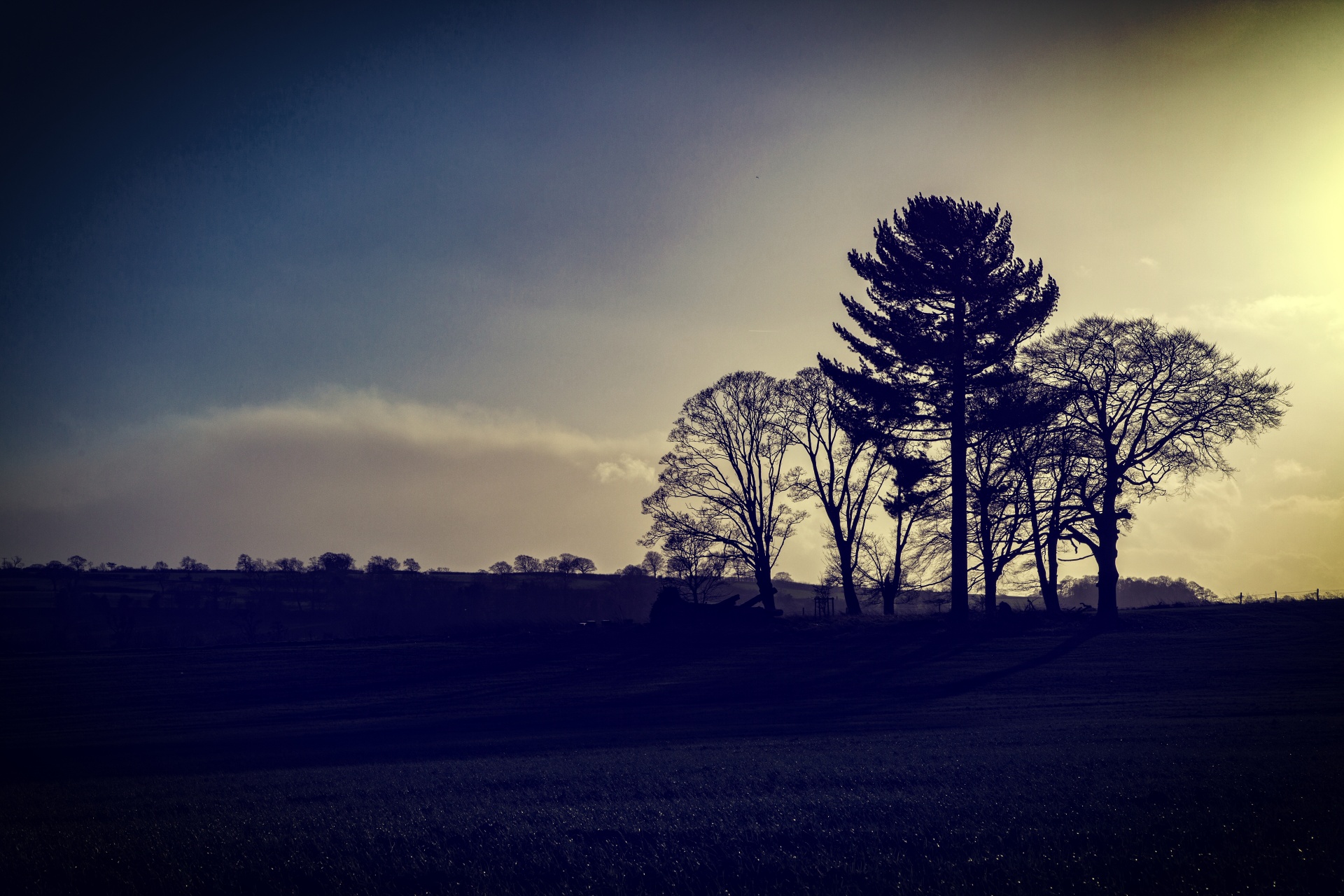 tree trees dark free photo