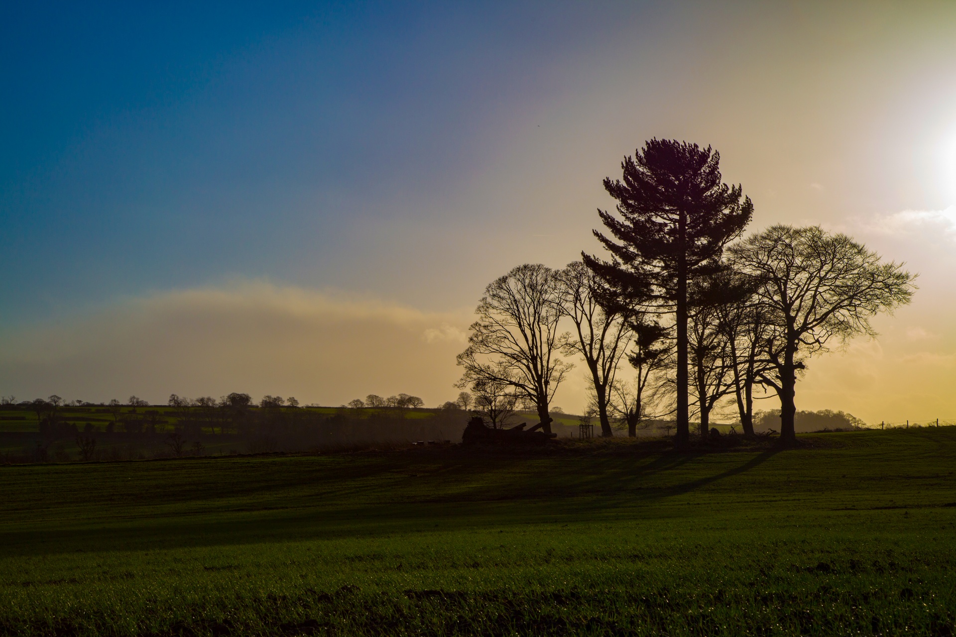 tree trees dark free photo