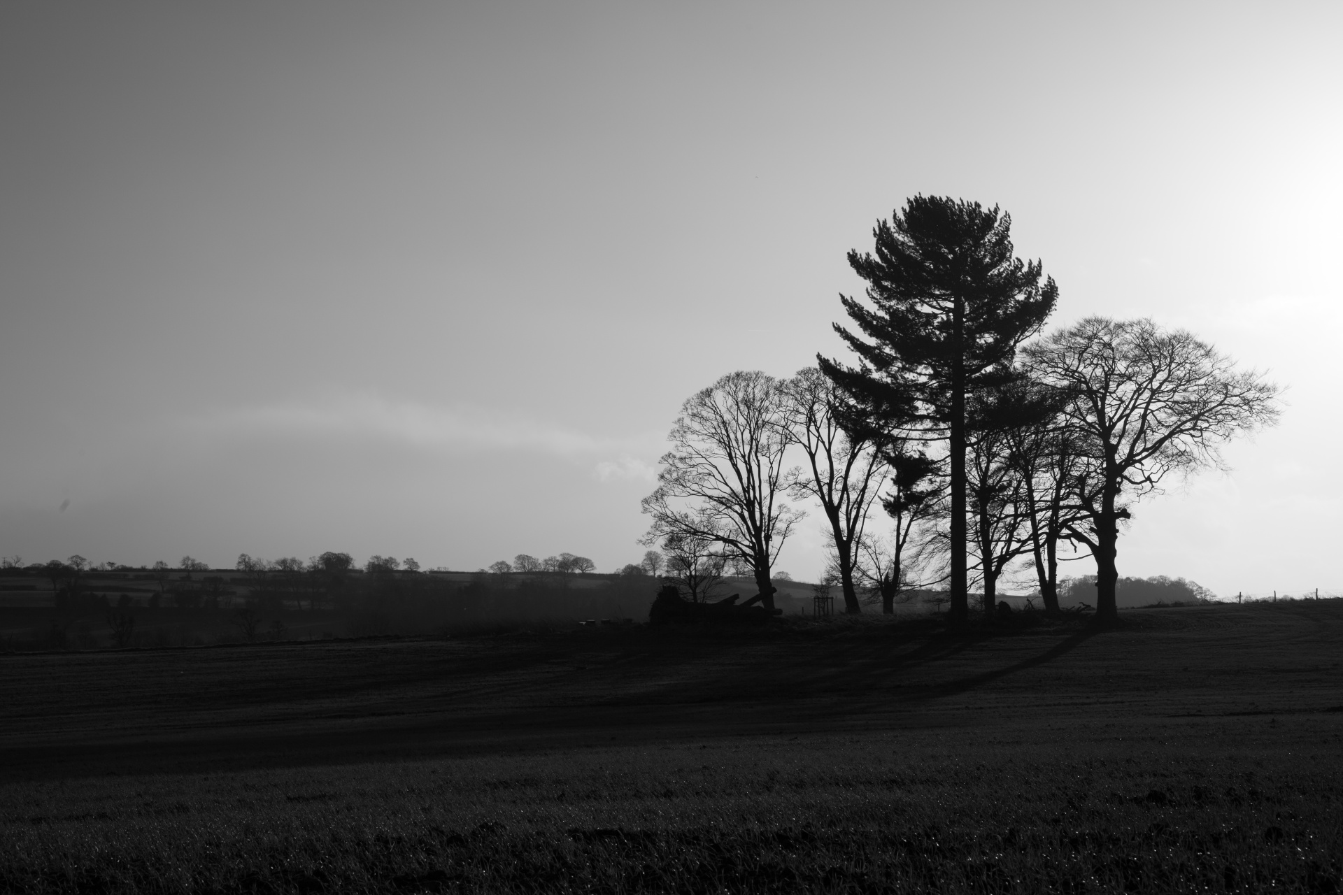 tree trees dark free photo