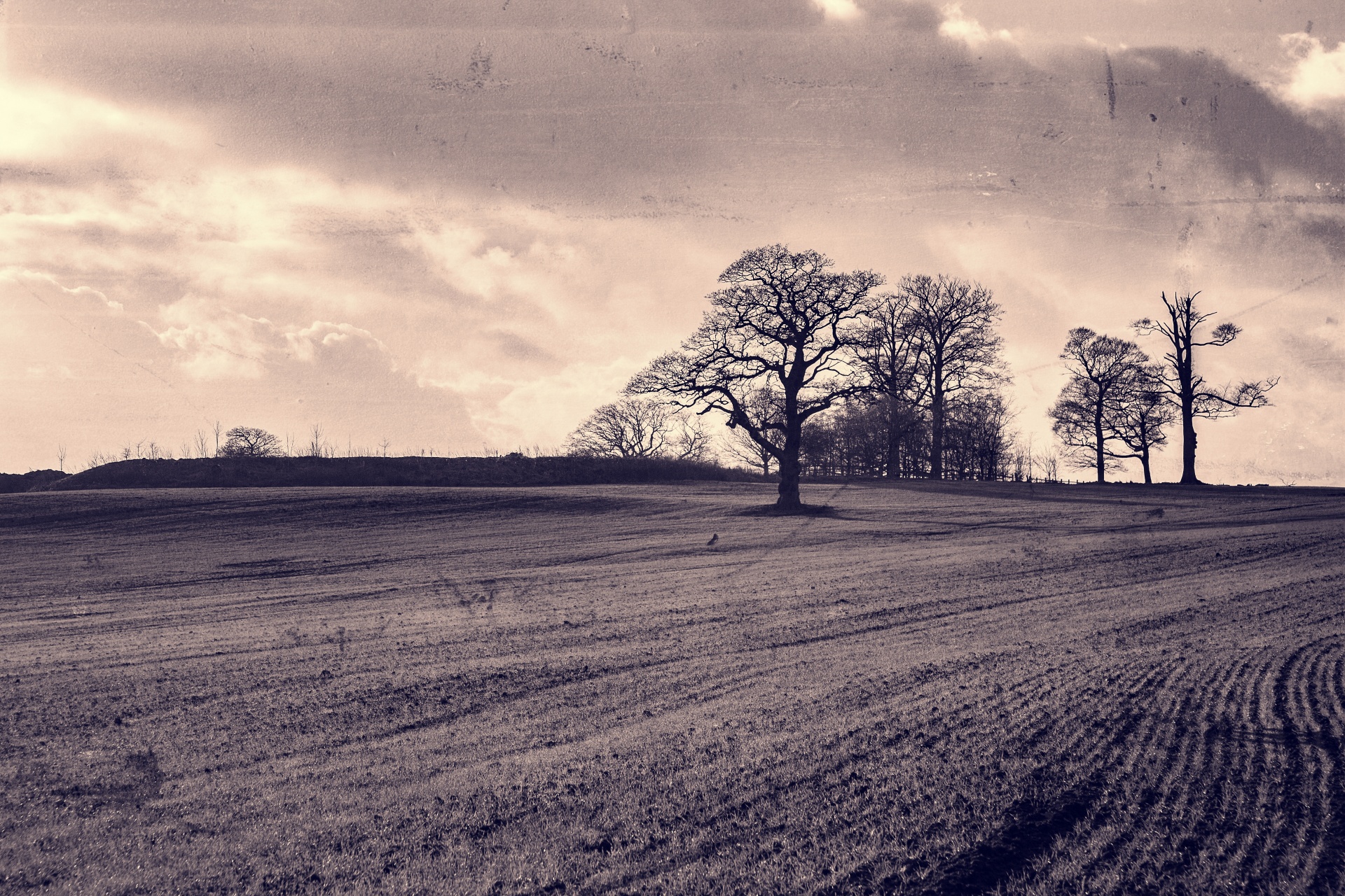 tree trees dark free photo