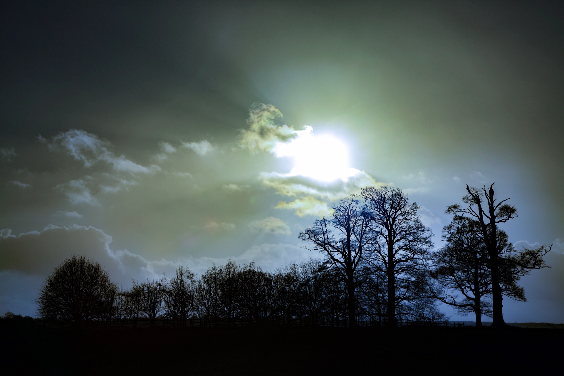 tree trees dark free photo