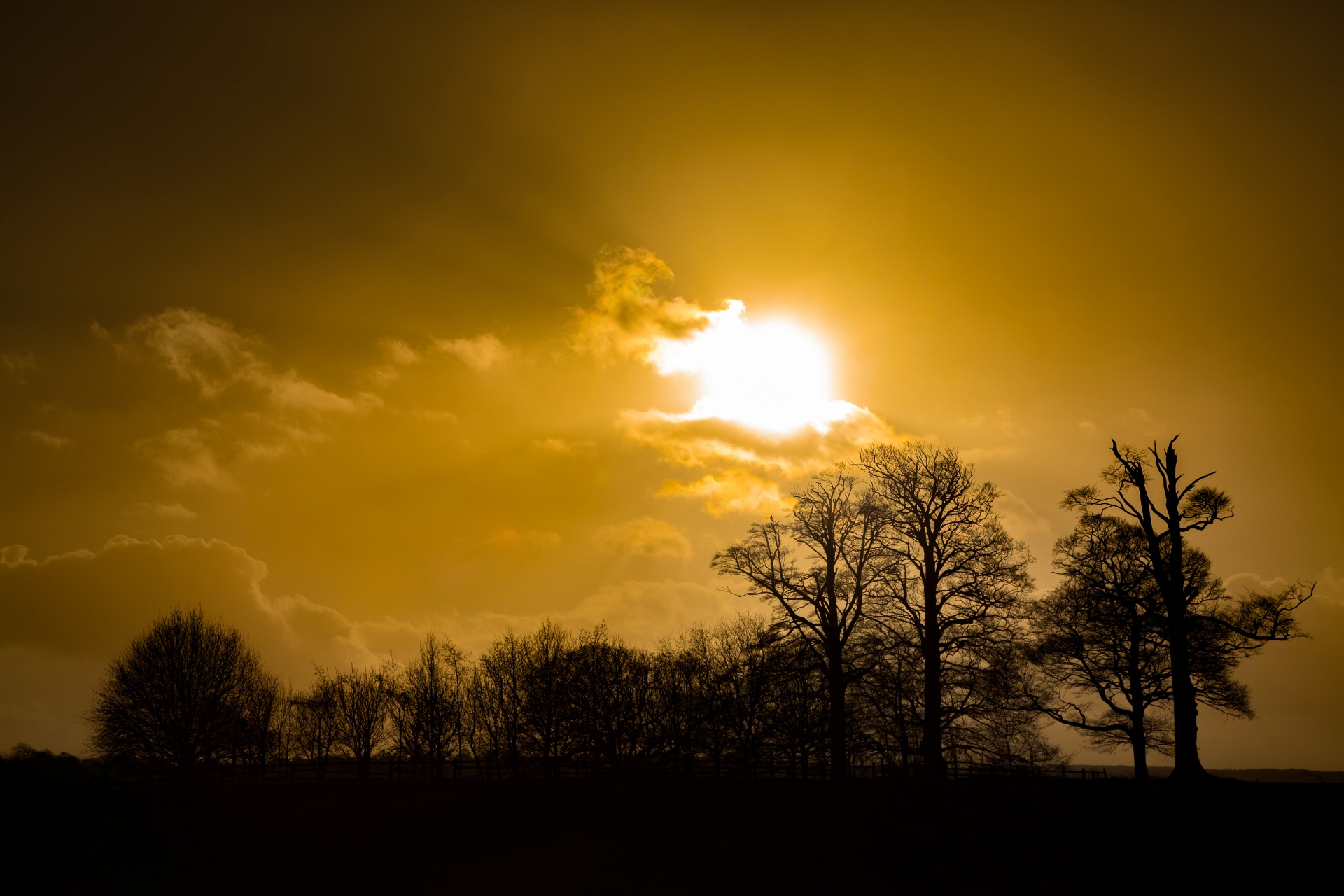 tree trees dark free photo