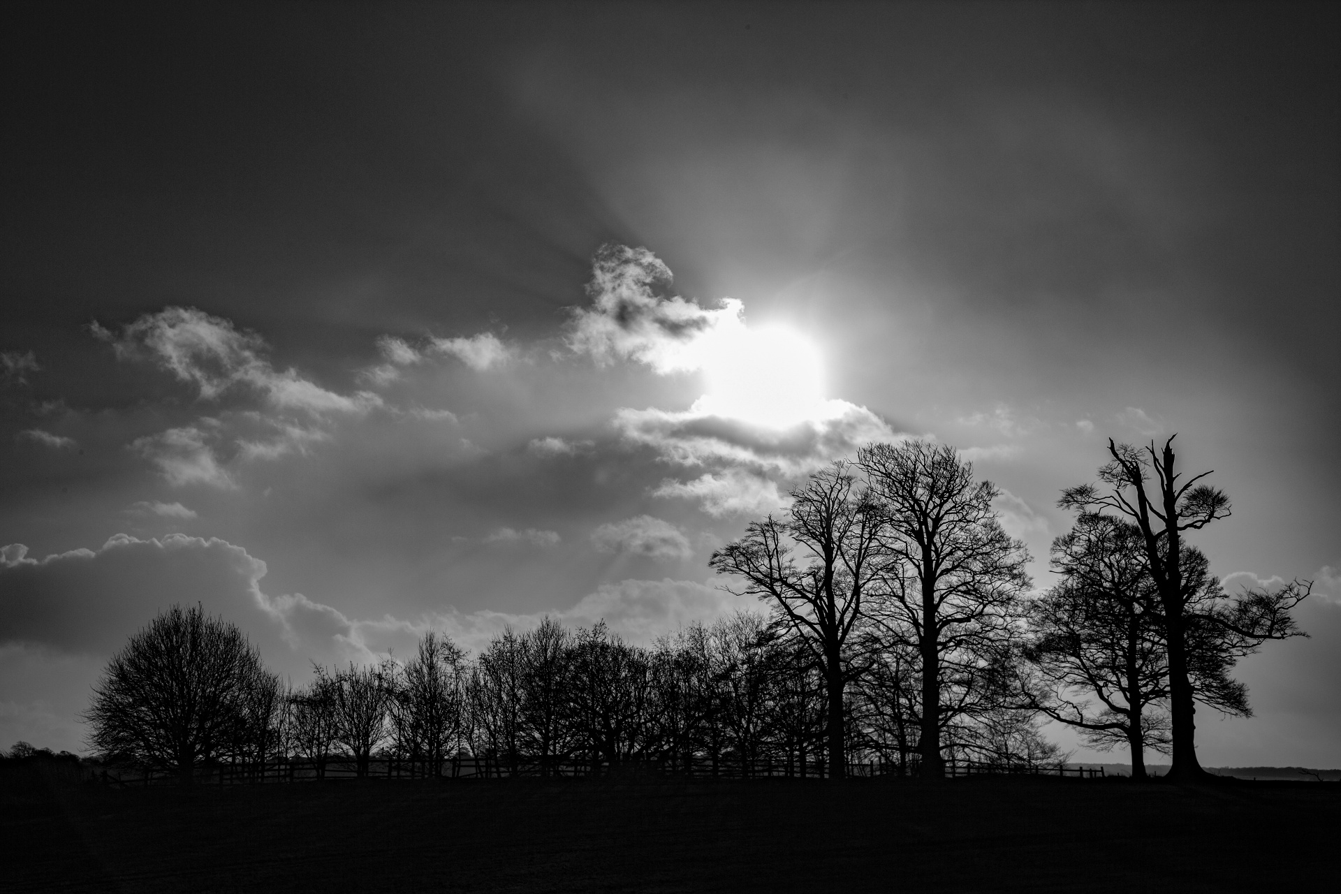 tree trees dark free photo