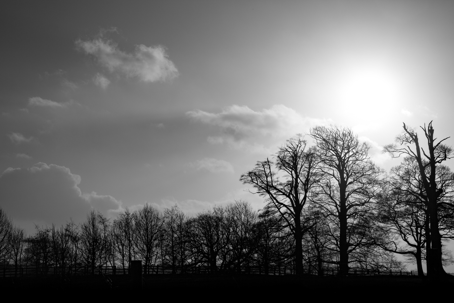 tree trees dark free photo