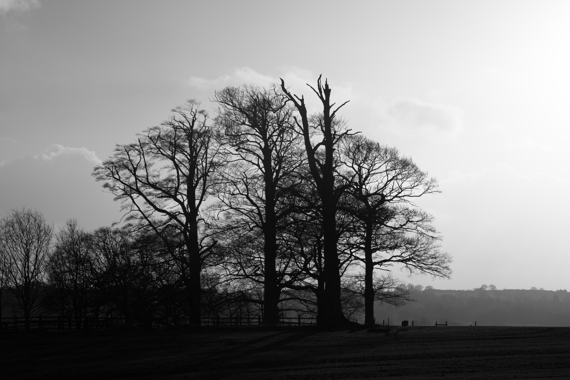 tree trees dark free photo