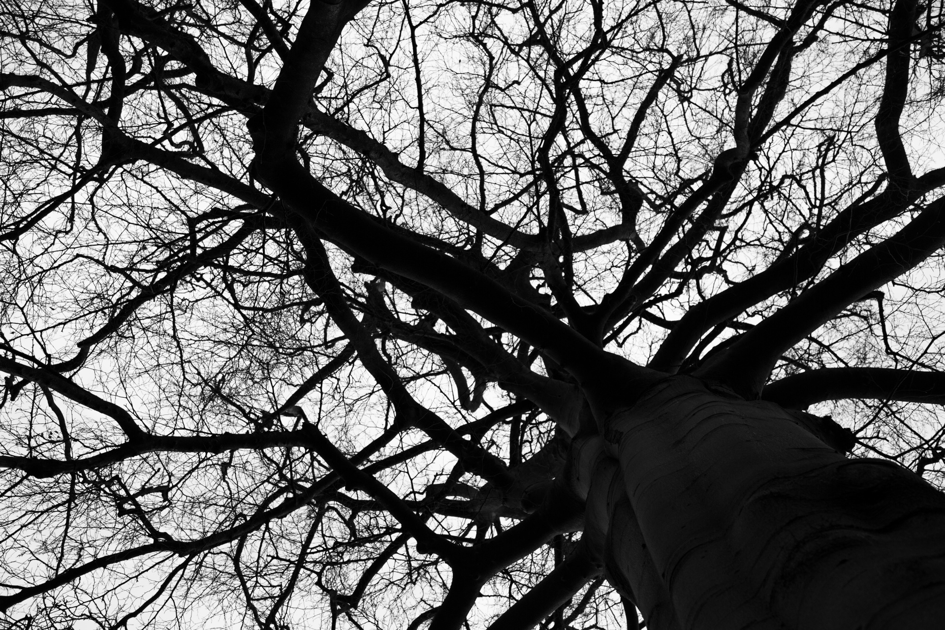 tree trees dark free photo