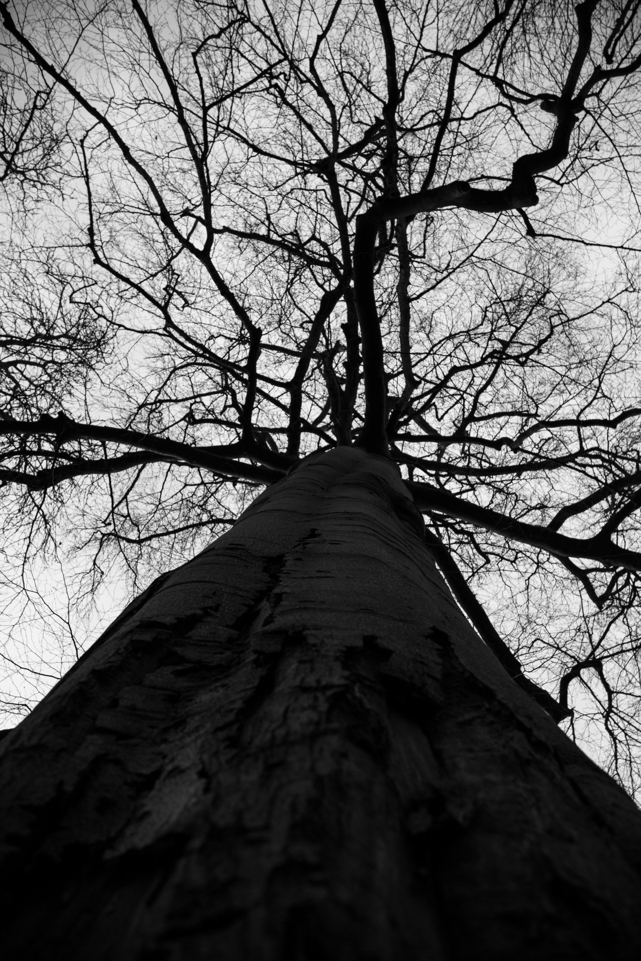 tree trees dark free photo