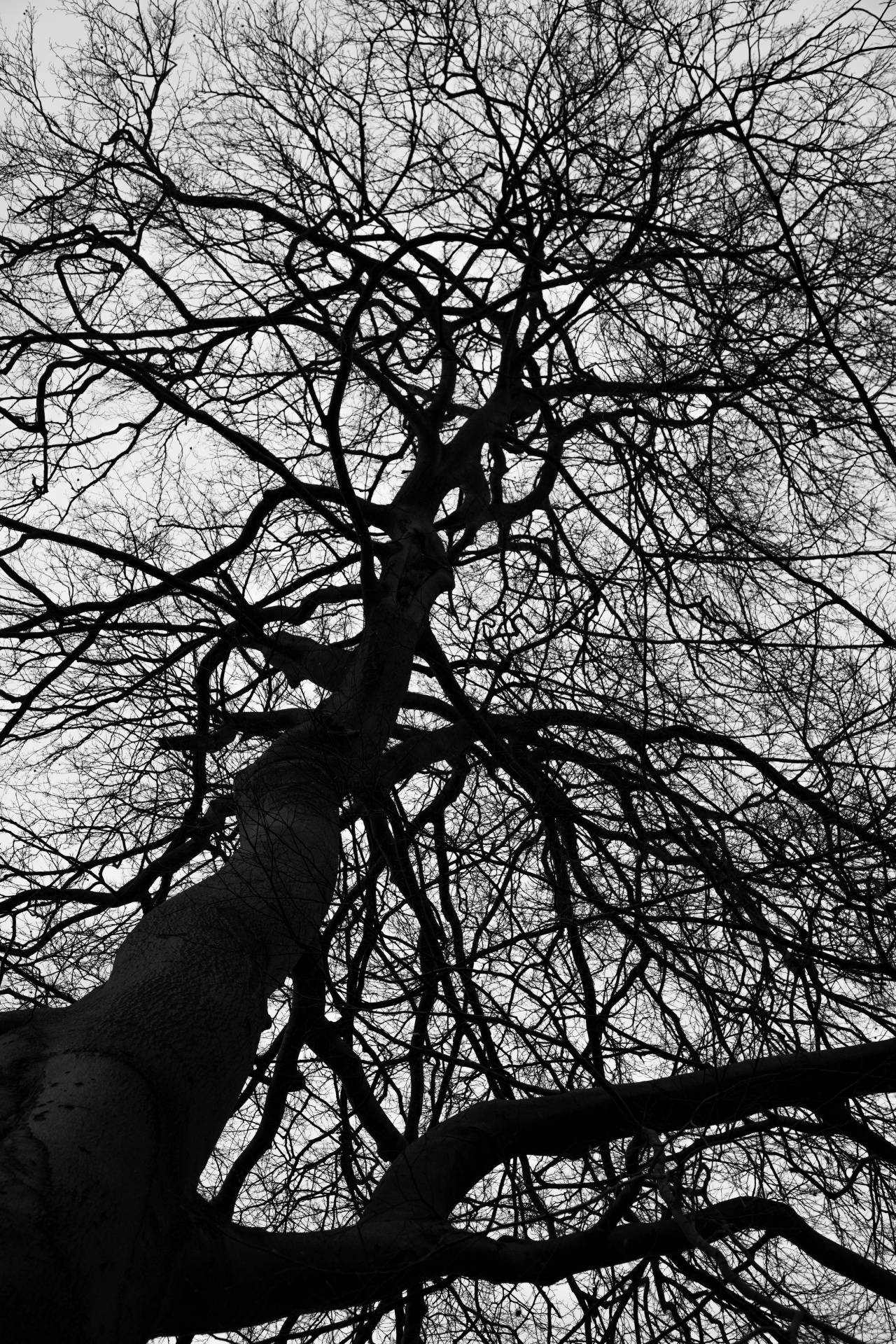 tree trees dark free photo