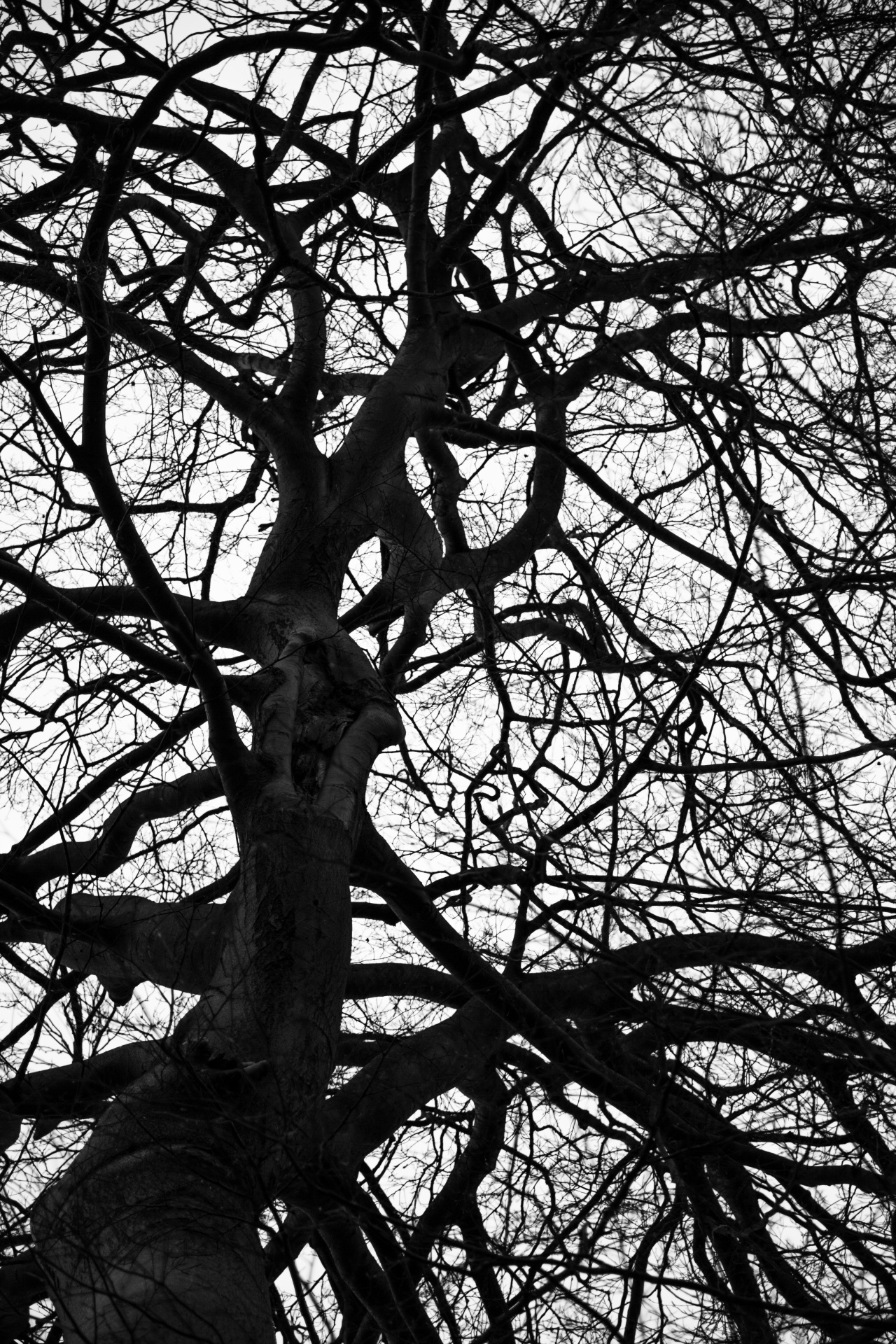 tree trees dark free photo