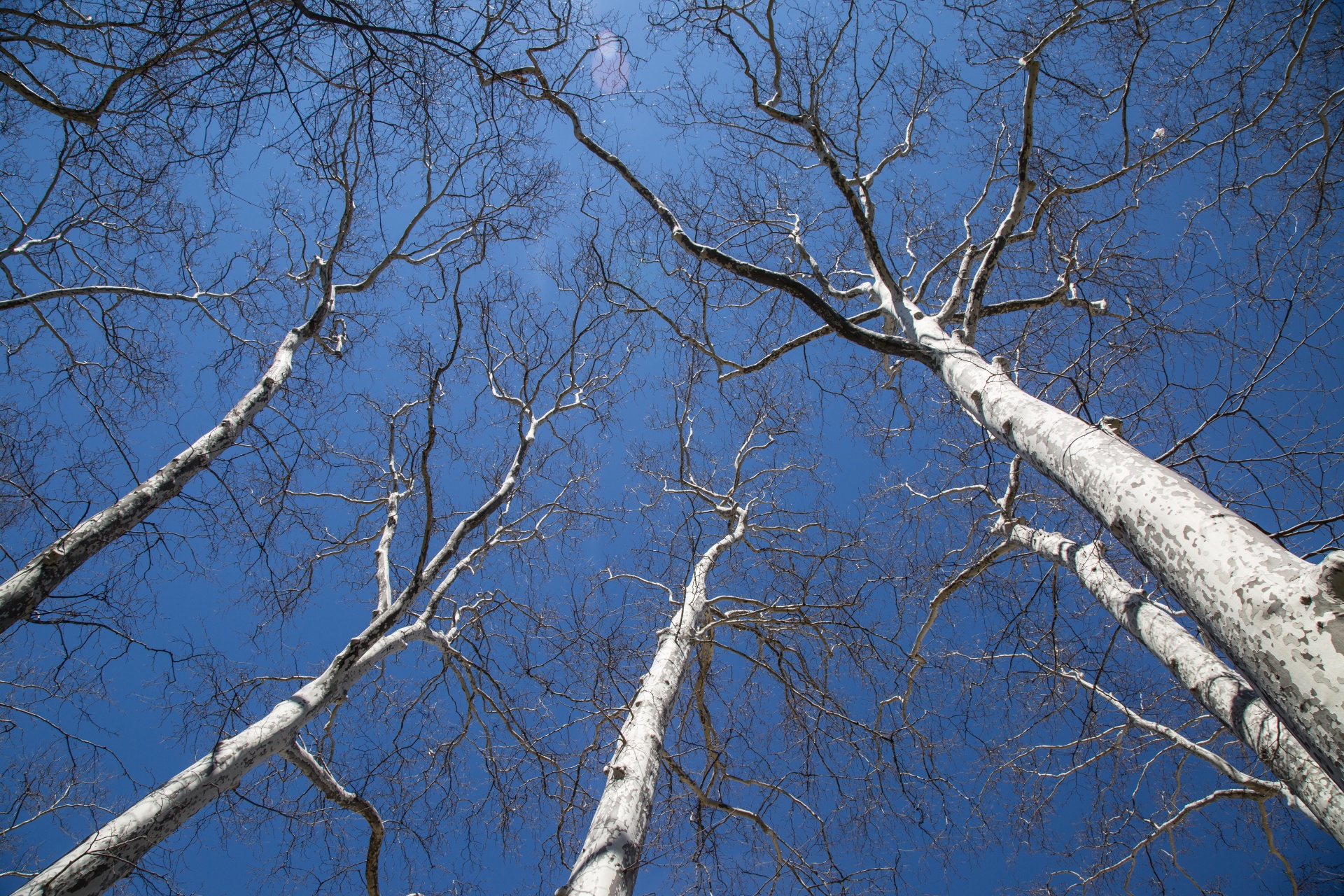 tree trees dark free photo