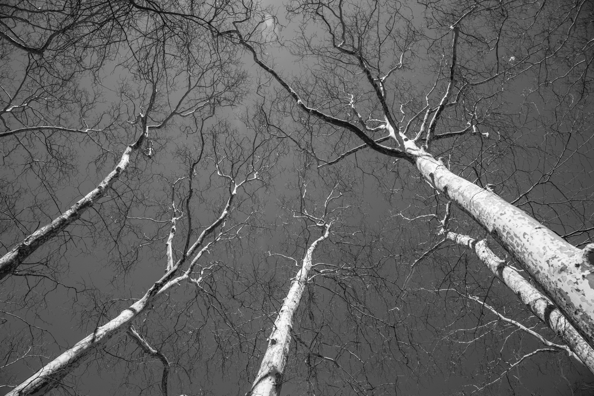 tree trees dark free photo