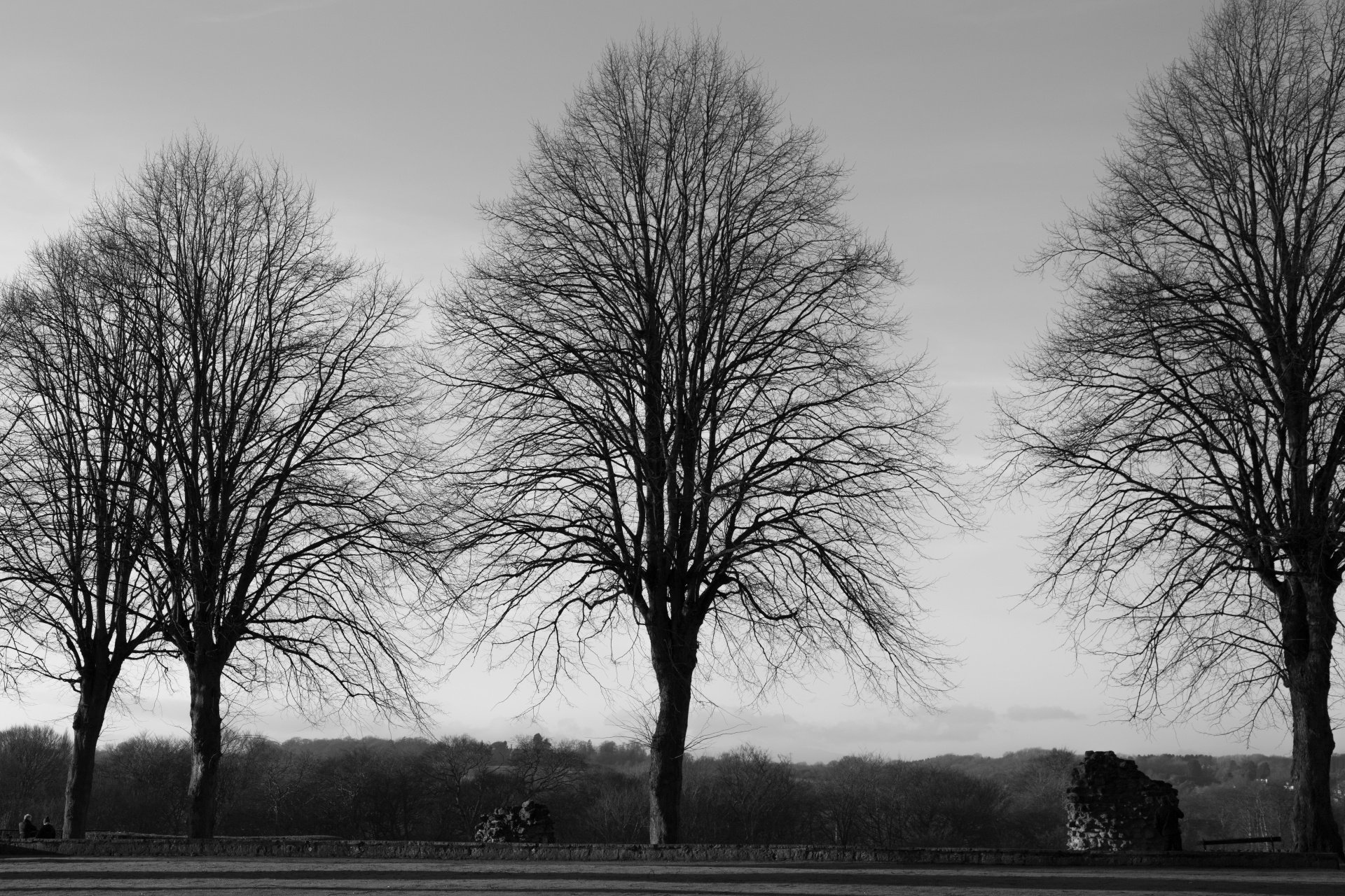 tree trees dark free photo