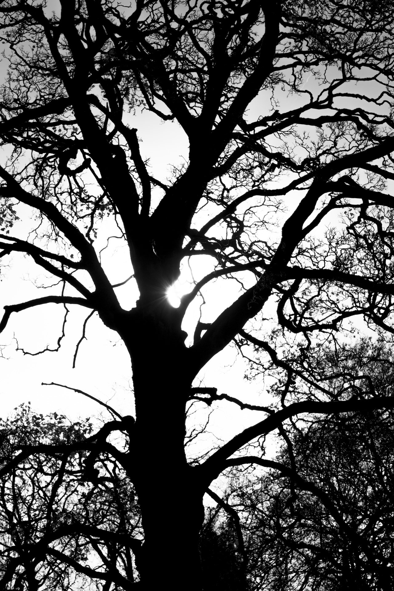 tree trees dark free photo