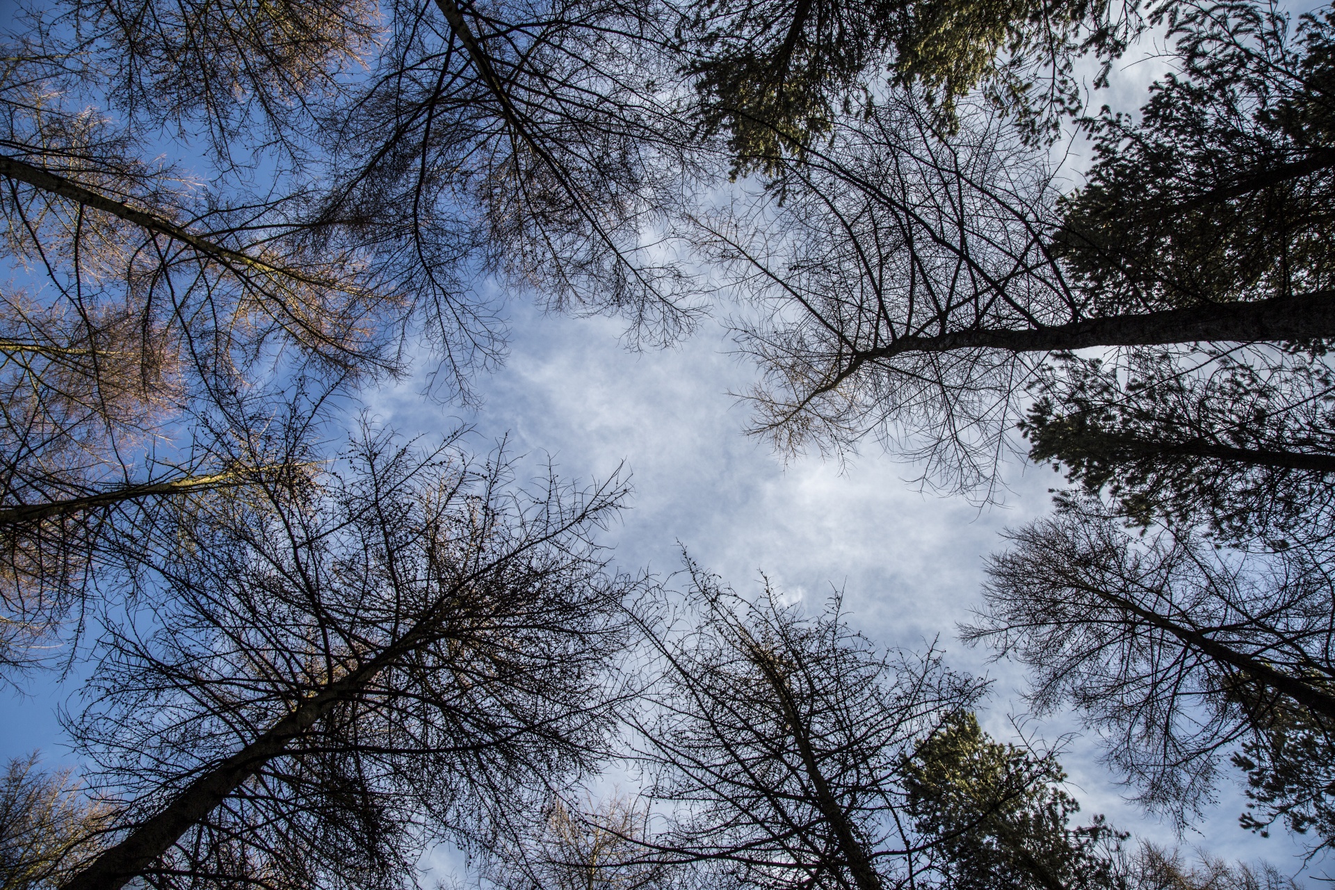 tree trees dark free photo