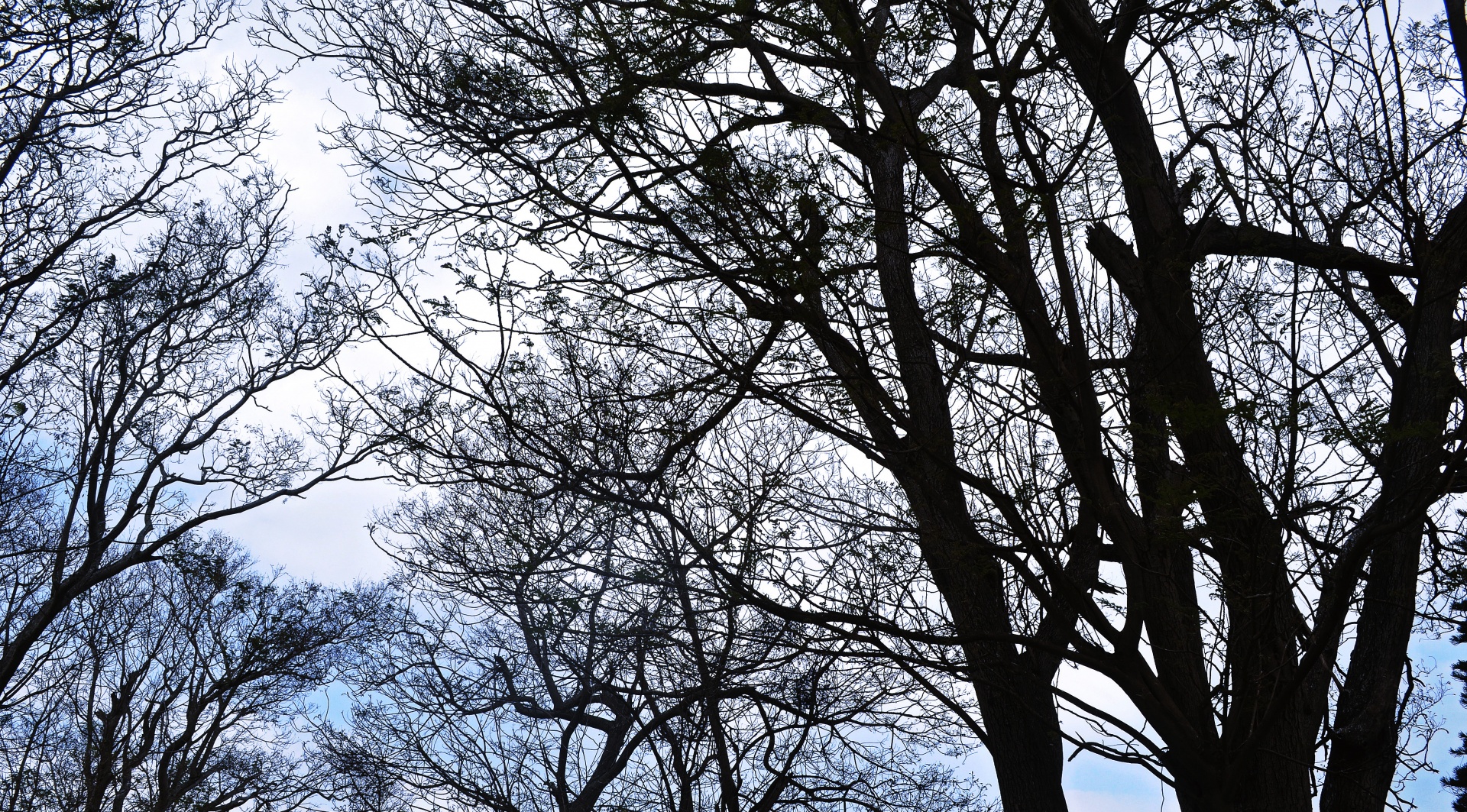 trees silhouette nature free photo