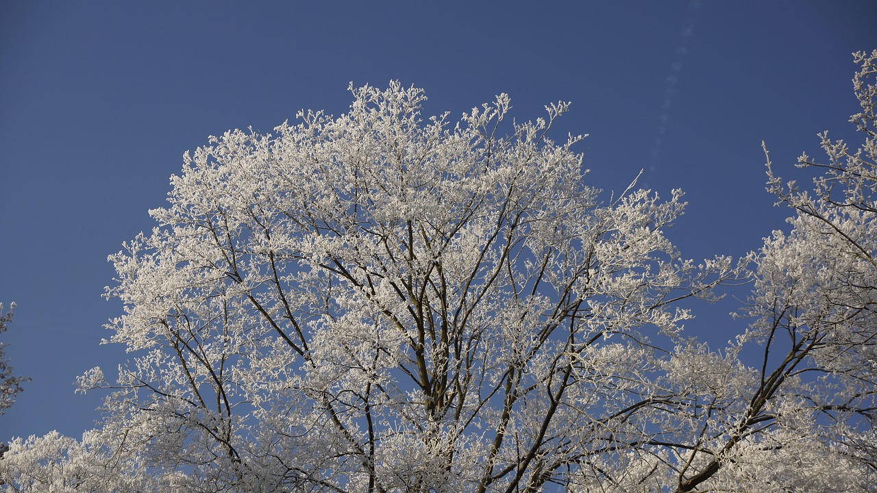 treetop sky blue free photo