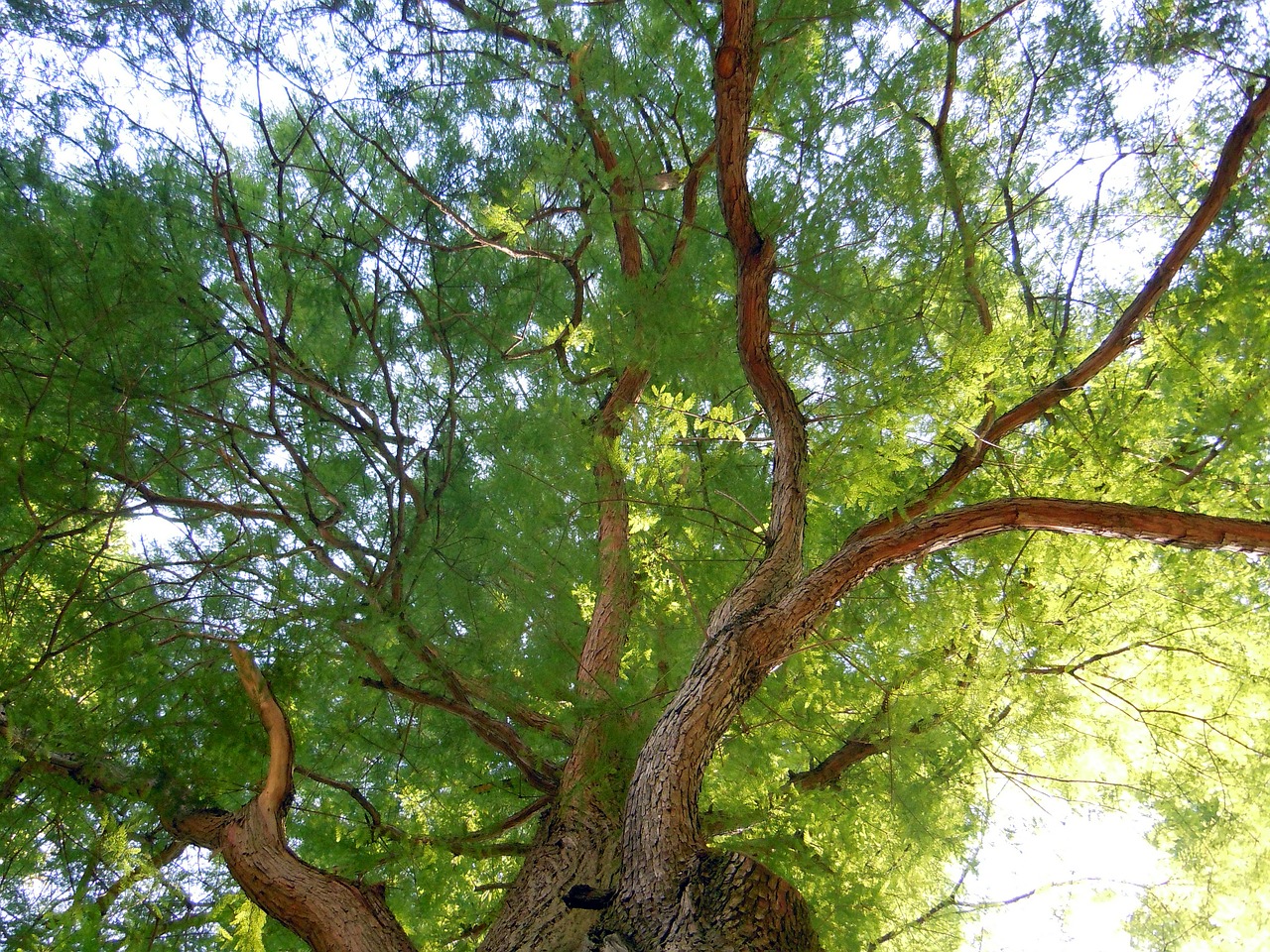 treetop crown tree free photo