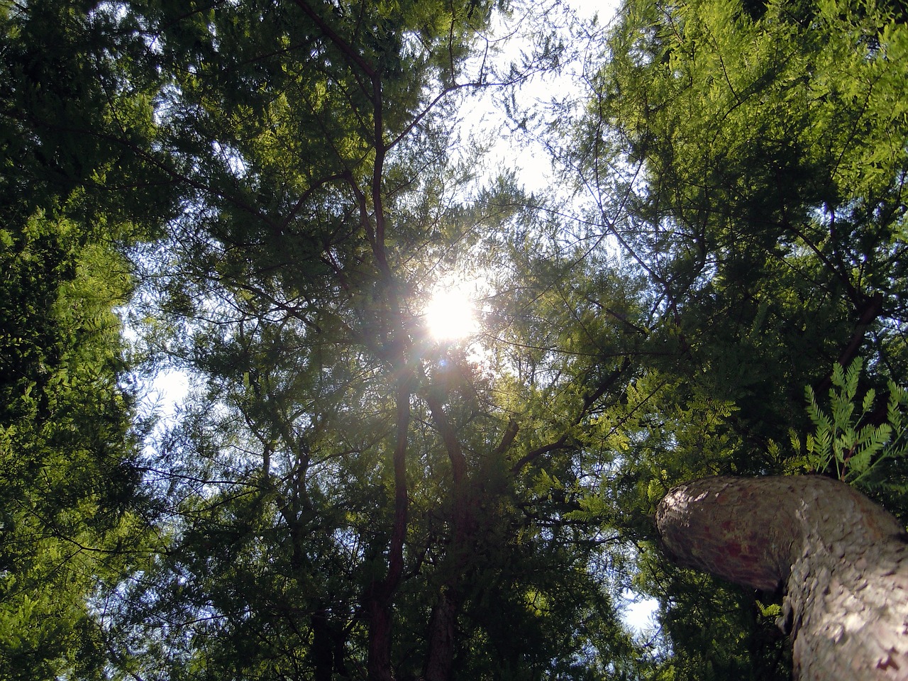 treetop trees back light free photo