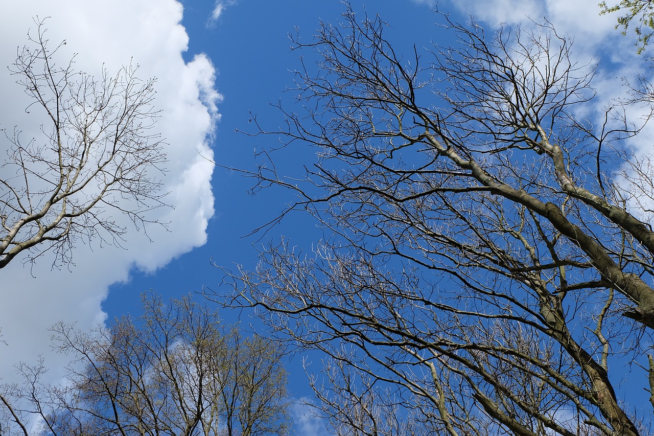 treetop trees sky free photo