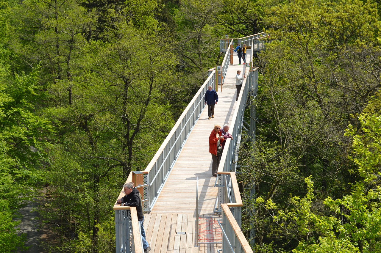 treetop path harzburg summer free photo